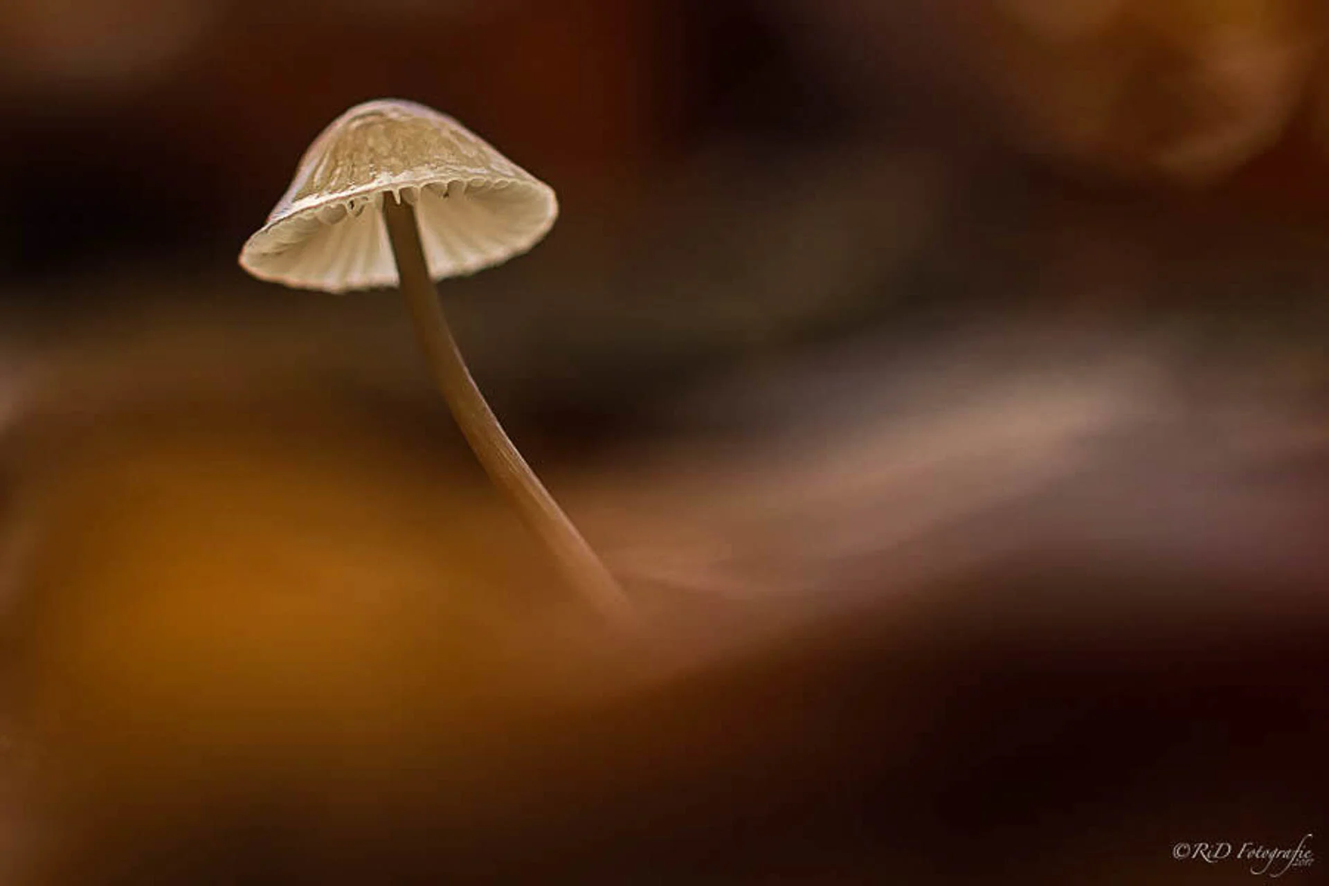 Close-up of a single small mushroom with a transparent cap against a blurred brown background.