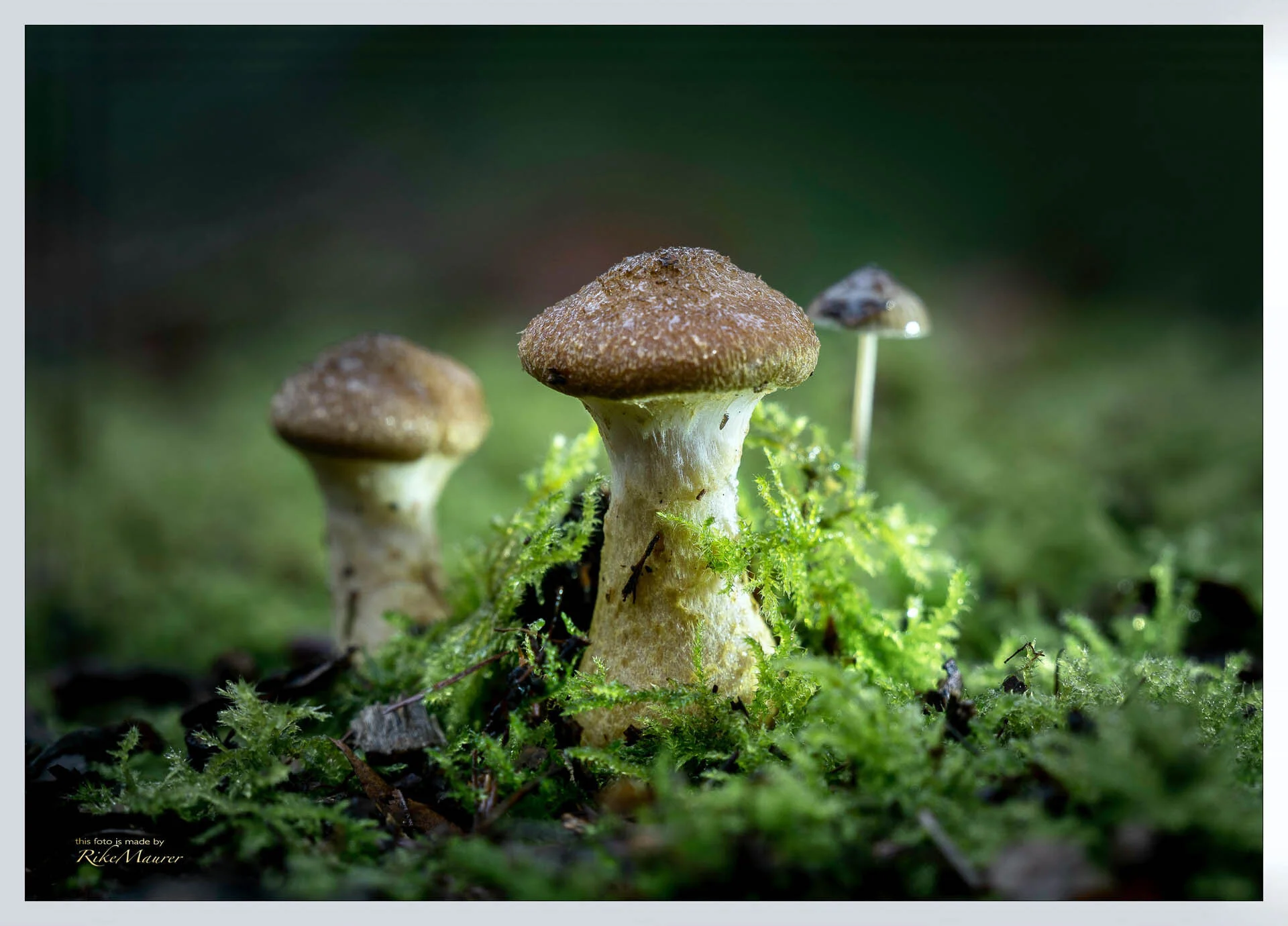 Close-up of mushrooms and green moss