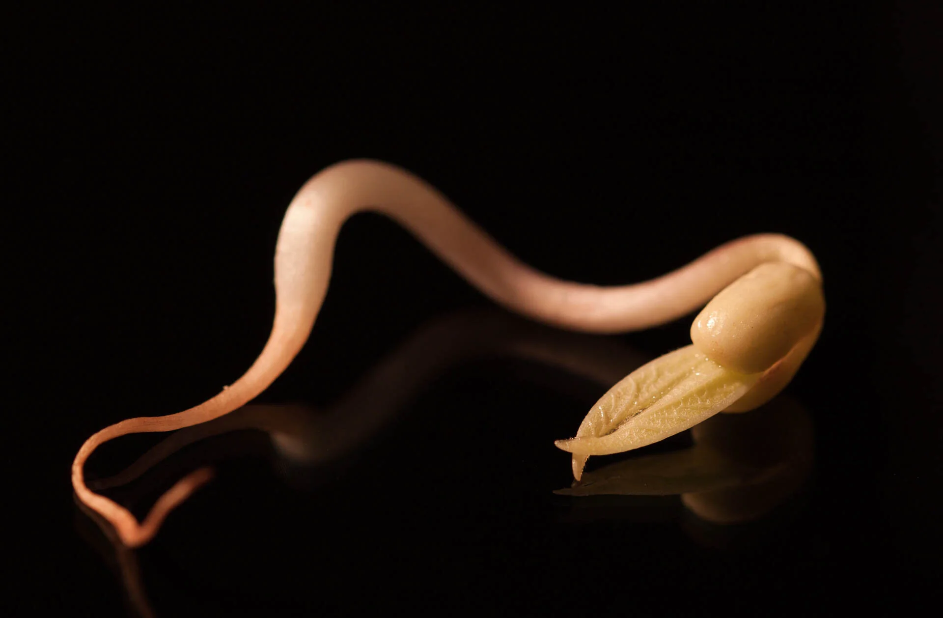 Close-up of a sprouting seedling with roots and shoots against a black background.
