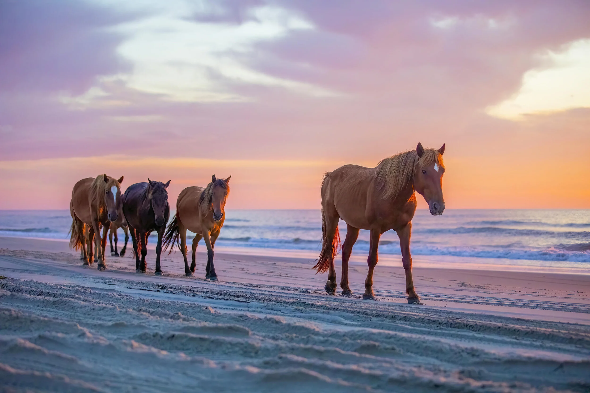 Wild horses walking on a beach at sunrise.