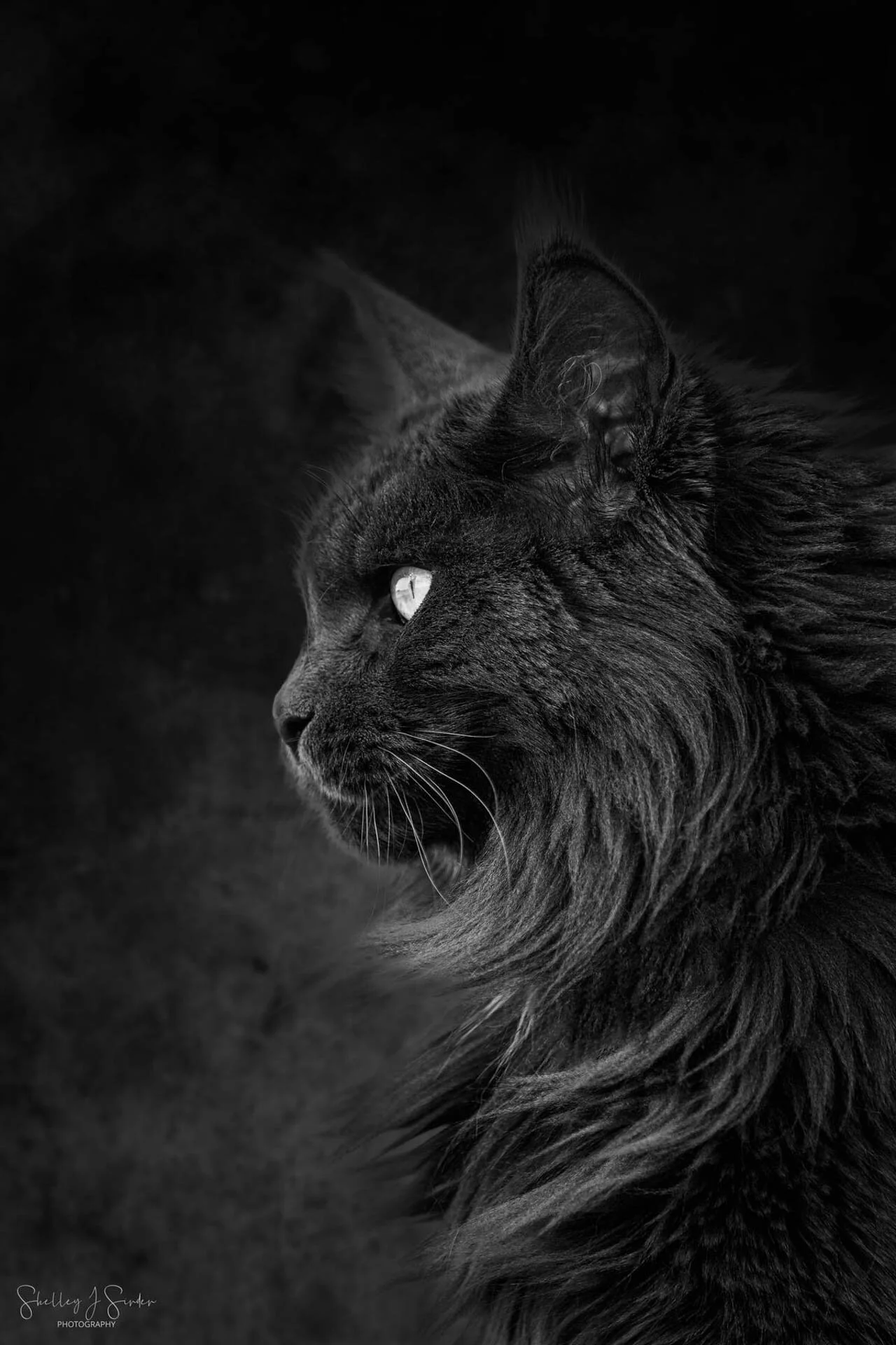 Black and white portrait of a long-haired cat in profile, looking to the left against a dark background.