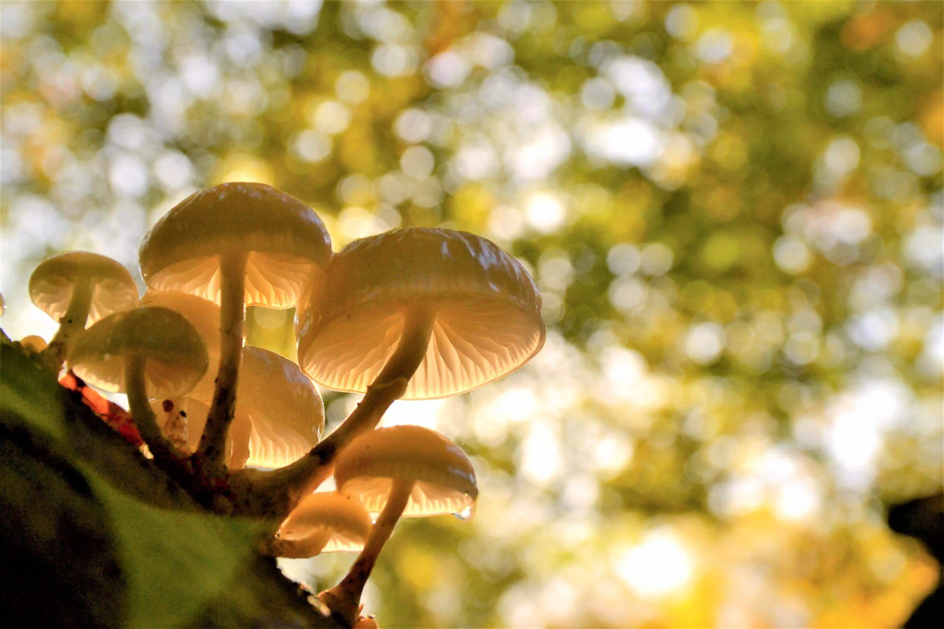 Close-up of mushrooms growing on a tree, with a blurred forest background