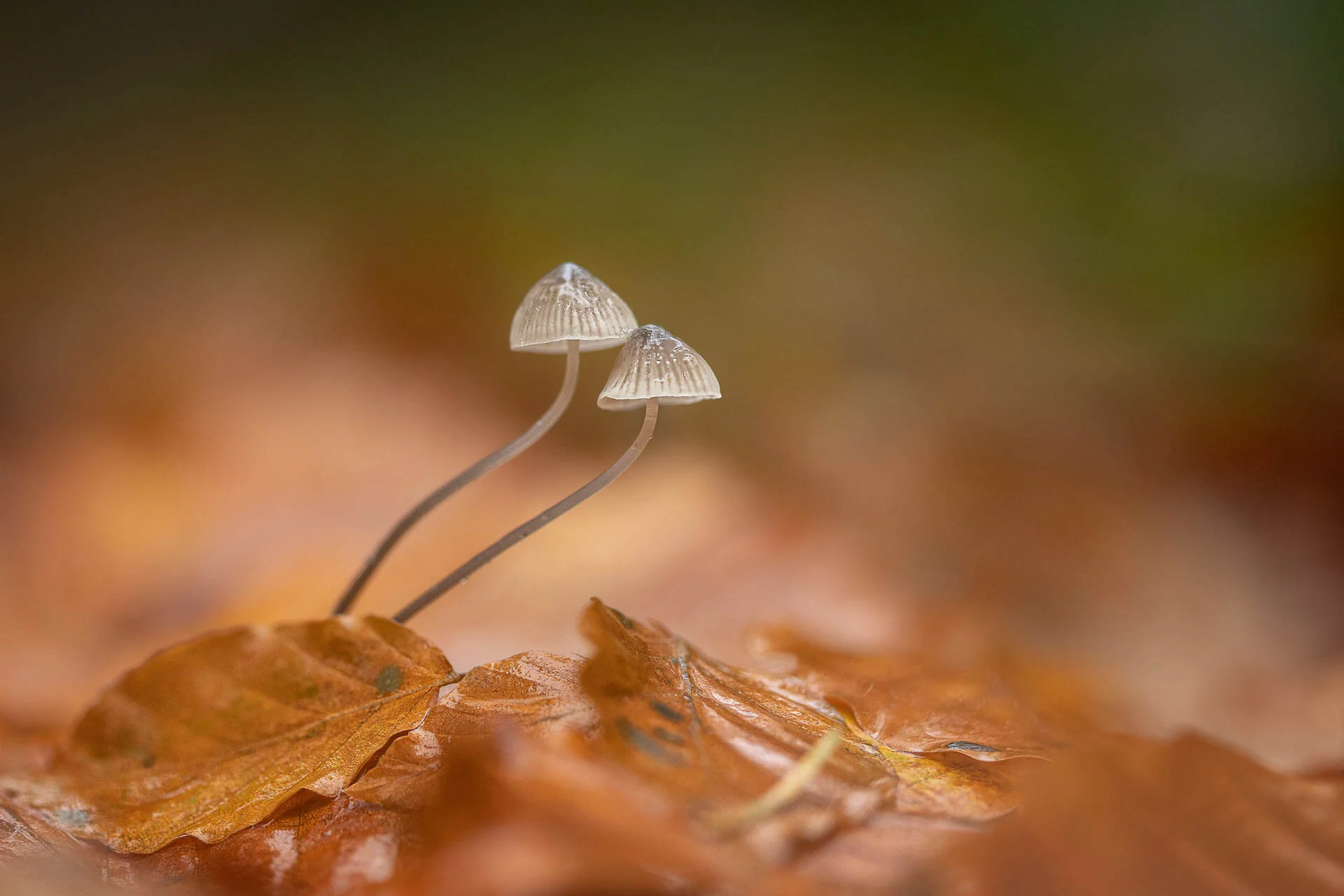 Two small mushrooms growing among autumn leaves.