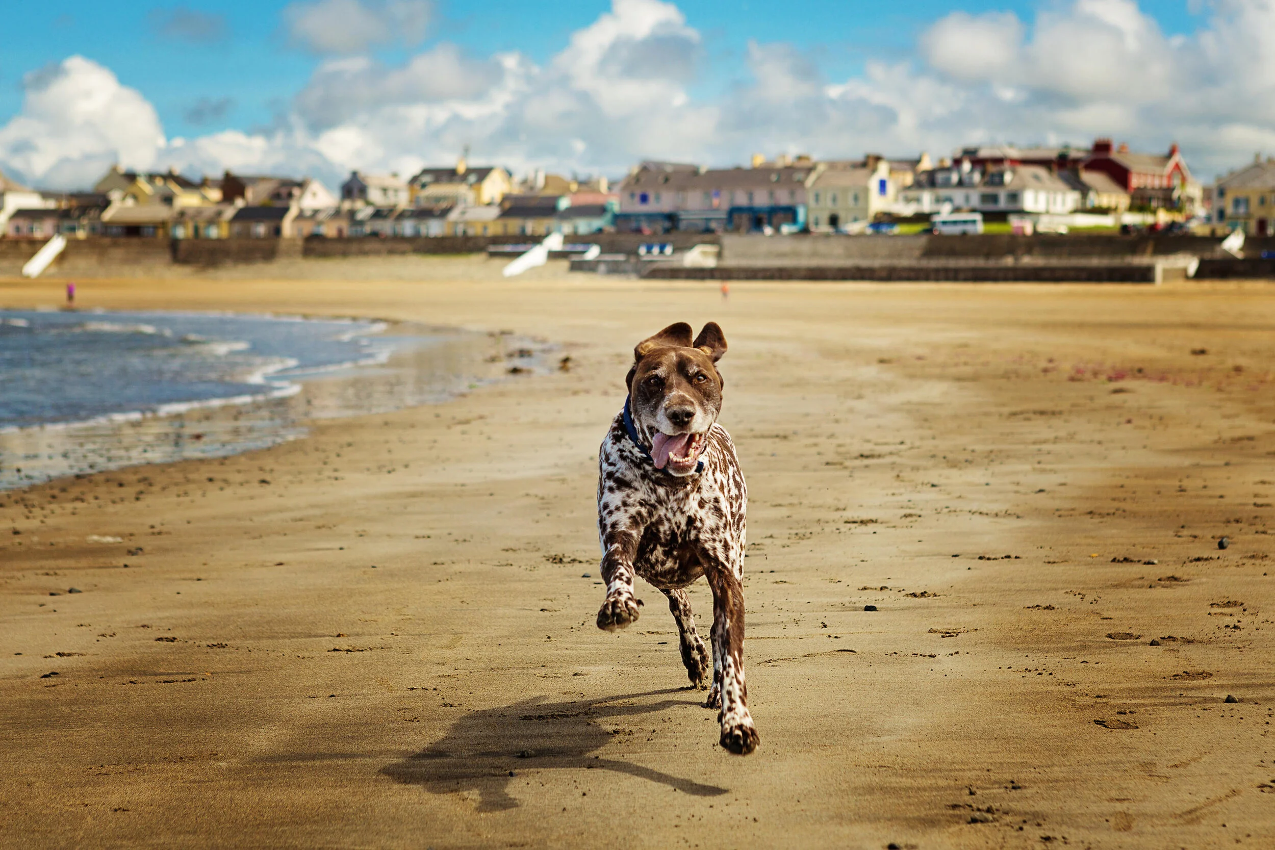 A spotted dog running on a beach with buildings in the background.