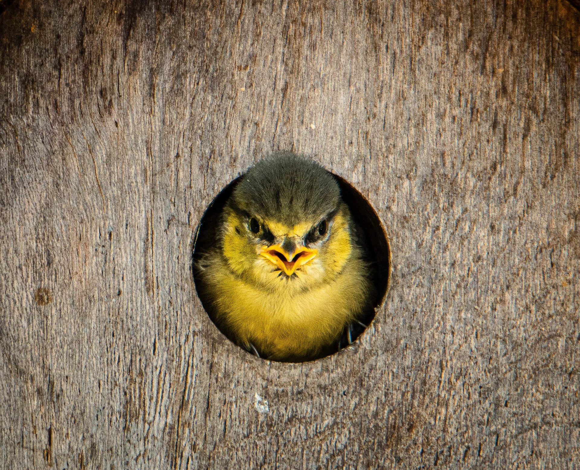Bird peeking out of a hole in a wooden birdhouse