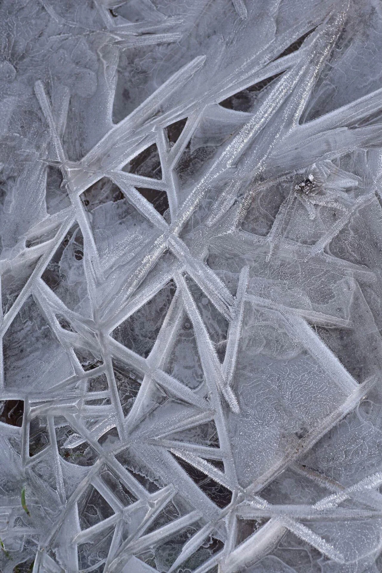Close-up of intricate ice crystal patterns