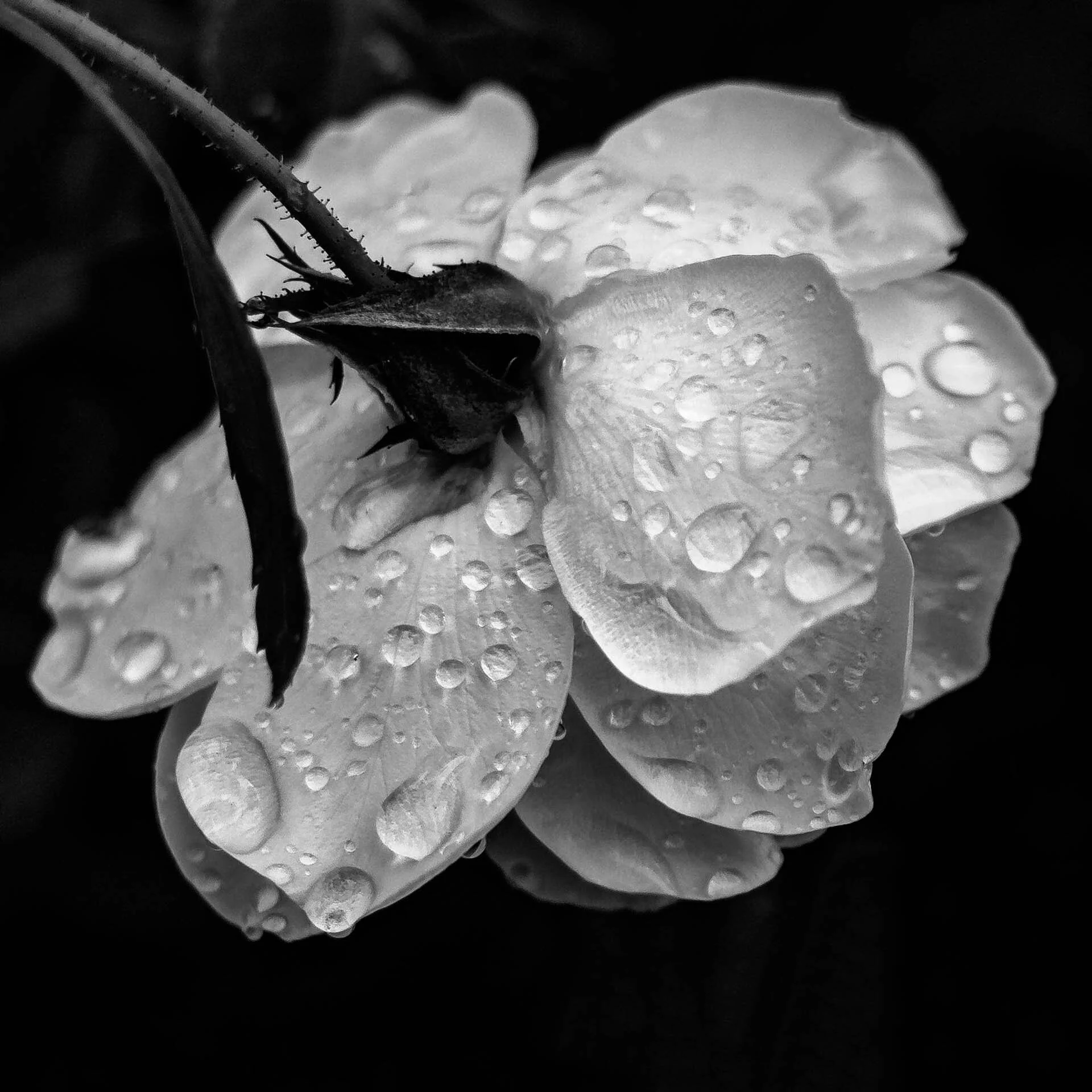 Close-up black and white photo of a flower with water droplets on petals