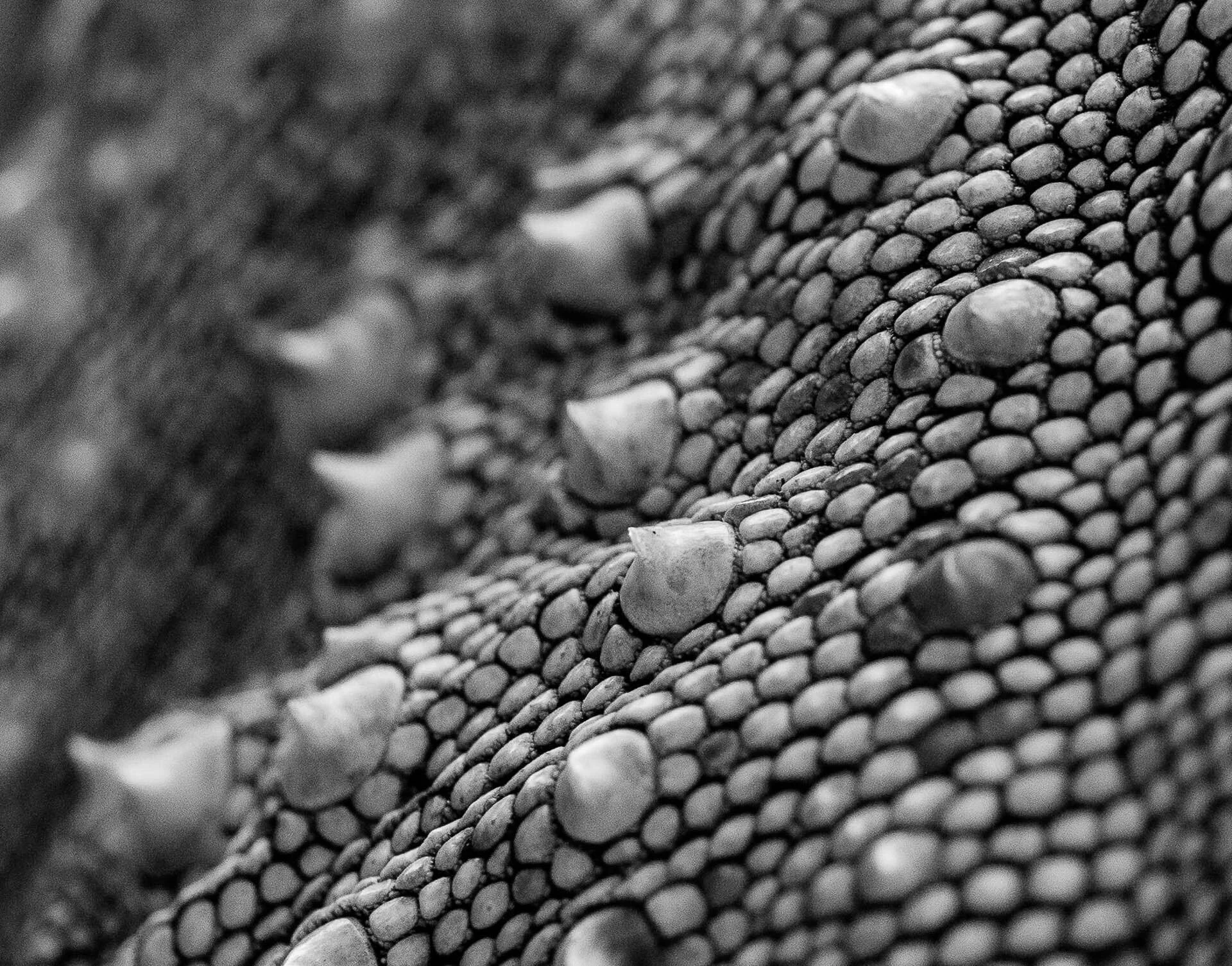Close-up of textured reptile skin with scales and bumps in black and white.