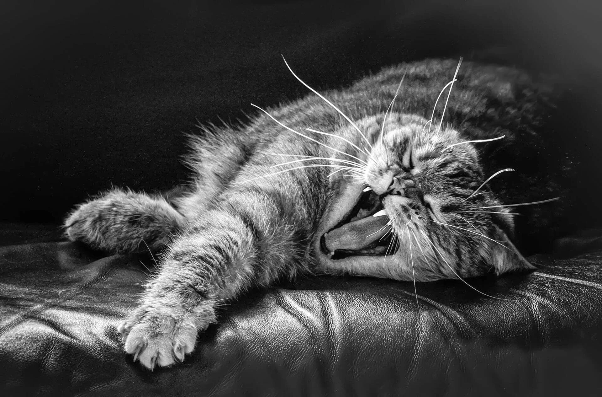 A black and white image of a cat yawning while lying on a leather surface.
