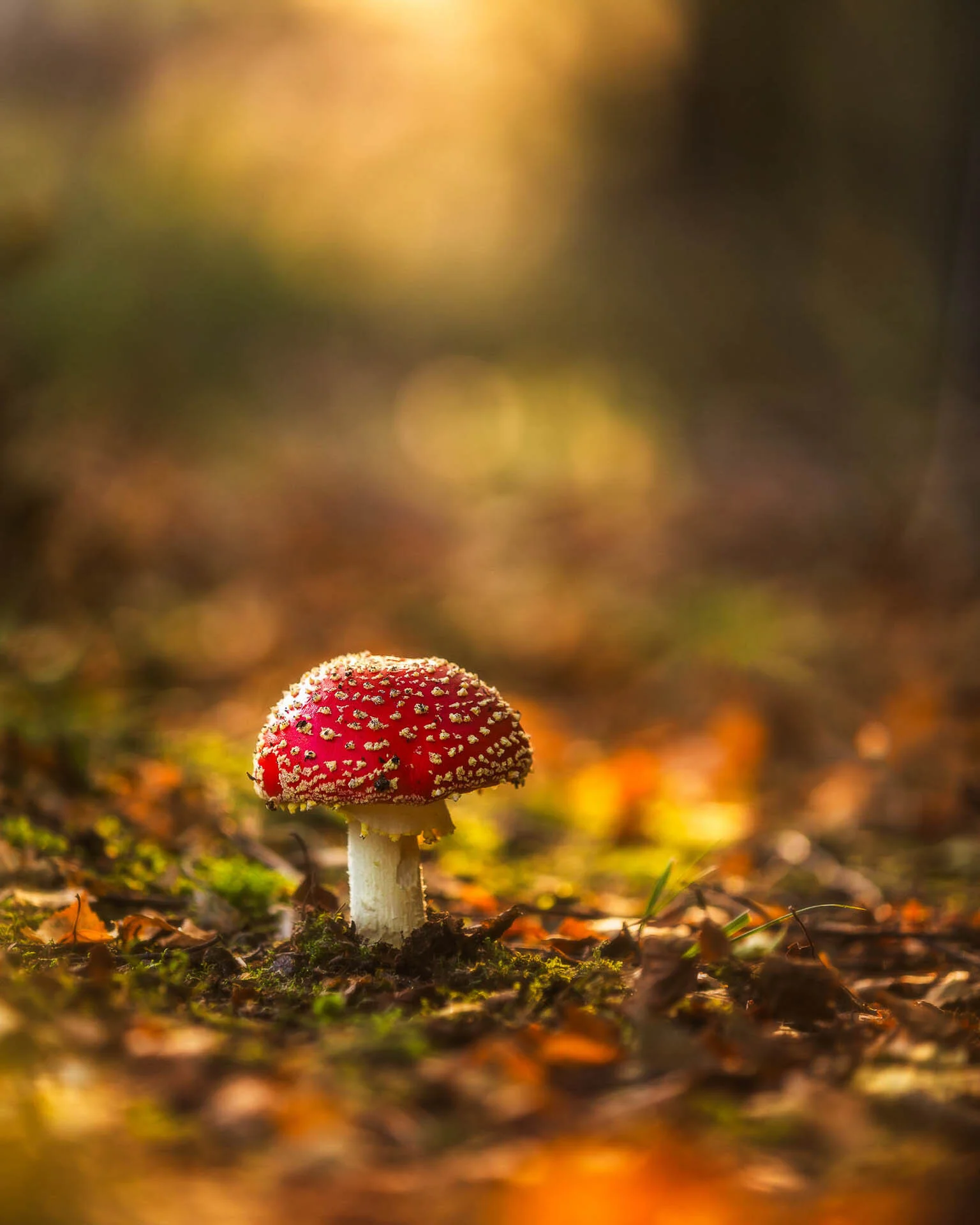 Red and white spotted mushroom in a forest setting, surrounded by moss and autumn leaves.