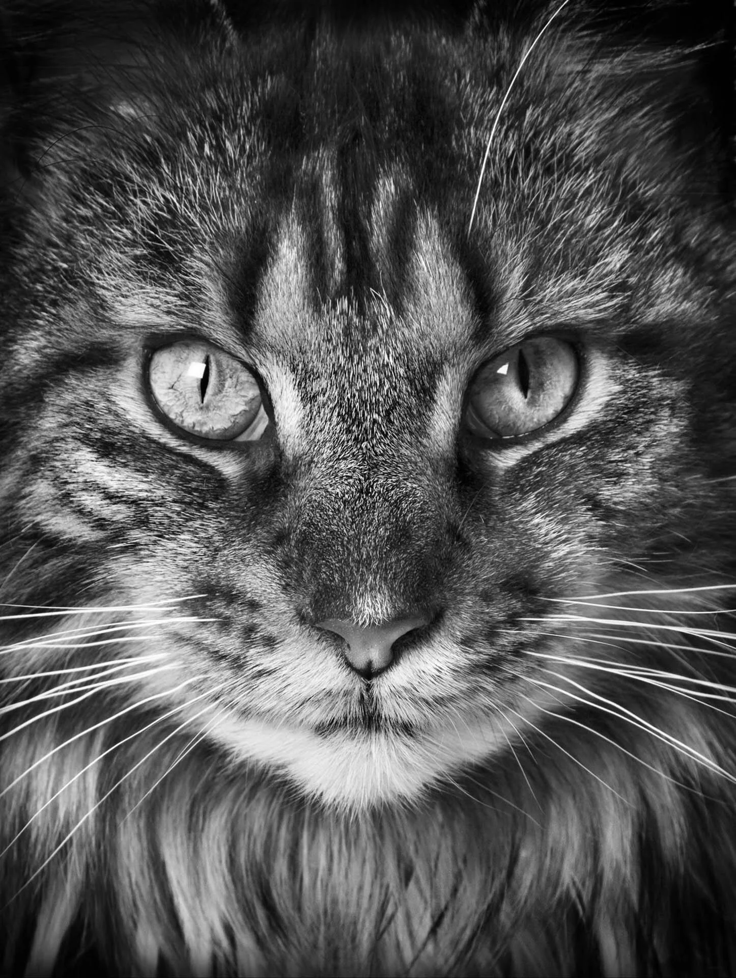 Close-up of a tabby cat's face in black and white, showing detailed fur and whiskers.