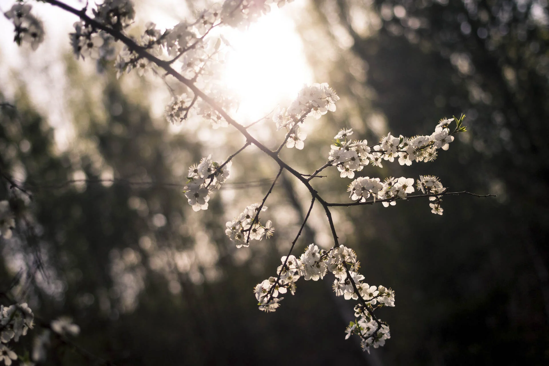 Sunlit branch with white blossoms in foreground, blurred green foliage background