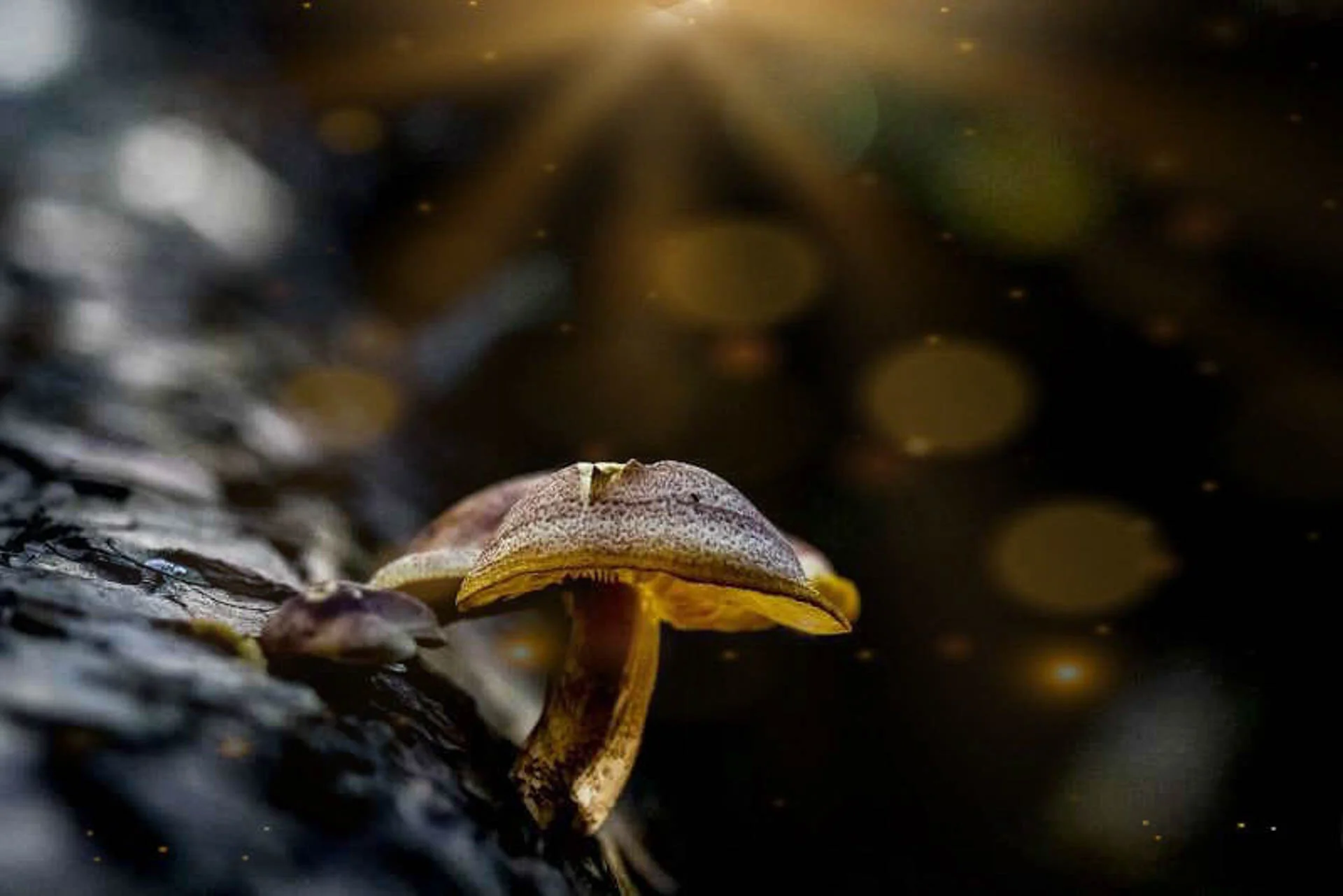 Close-up of a mushroom growing on wood in low light, with a glowing bokeh effect in the background.