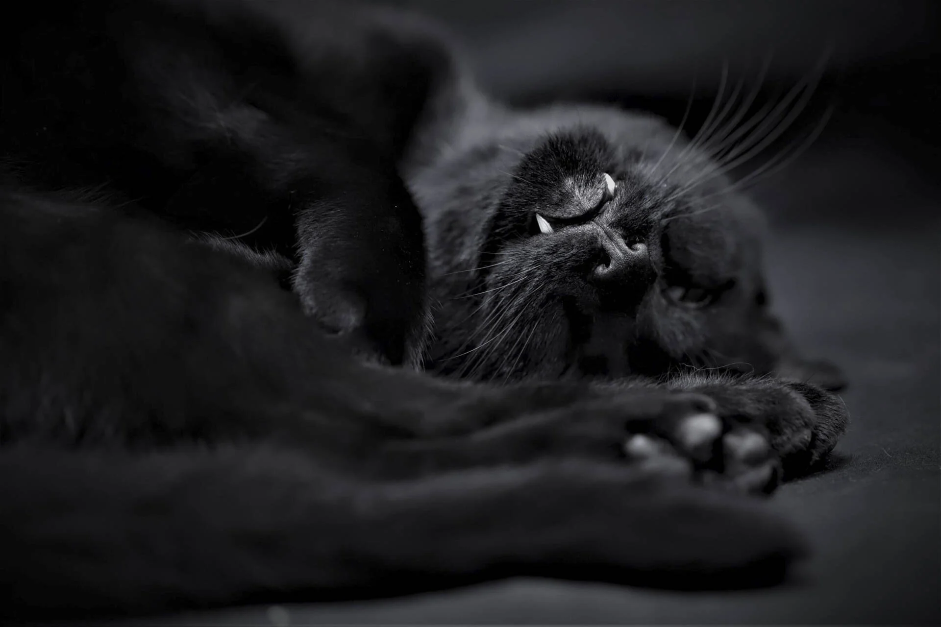 Black cat sleeping on its back, showing fangs.