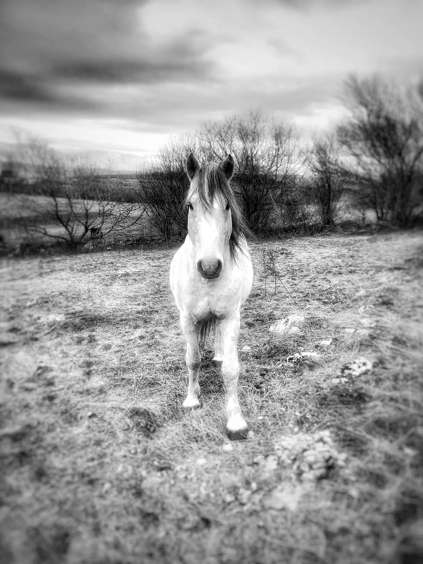 Black and white photo of a horse standing in a field with bare trees in the background.