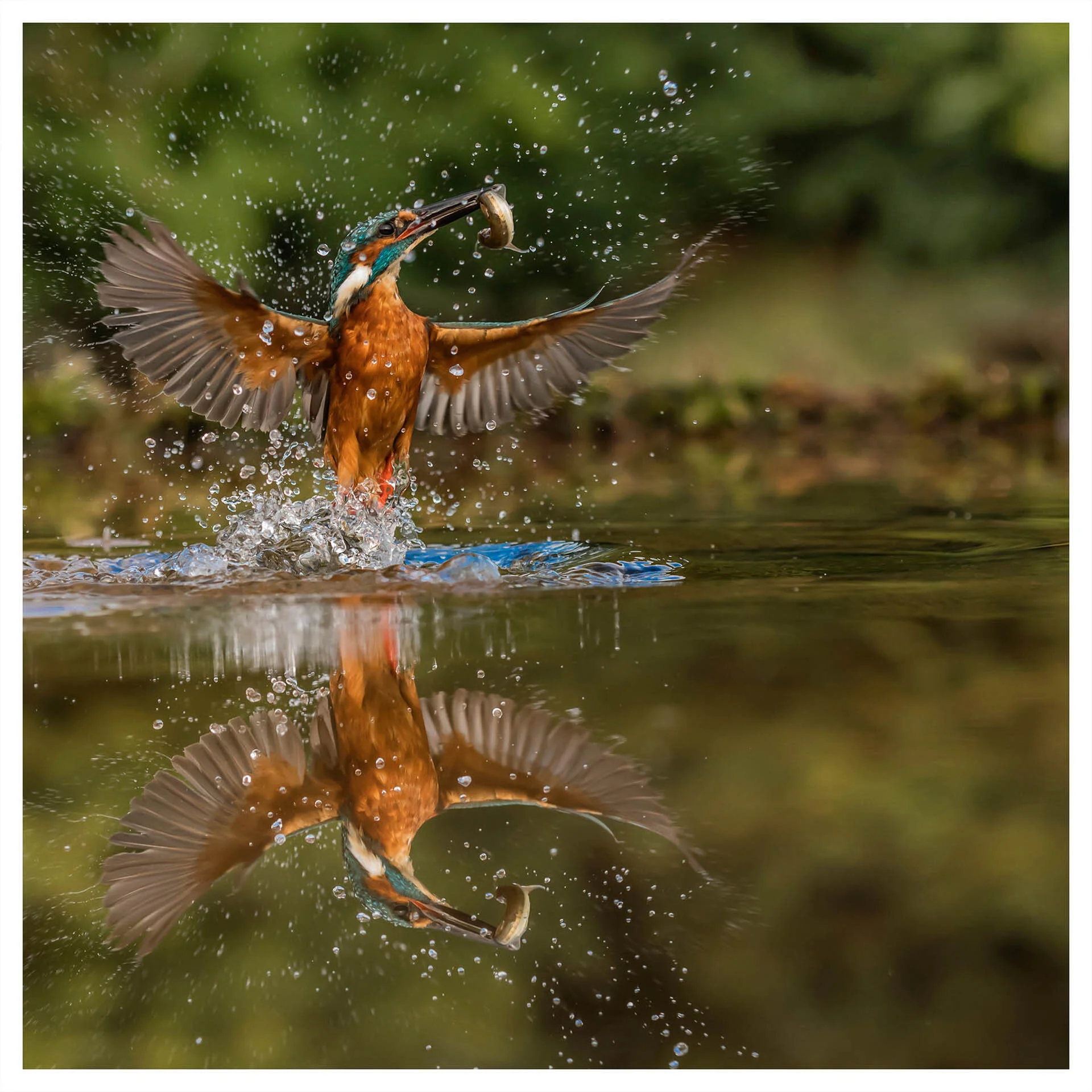 A kingfisher emerging from water with a fish in its beak, wings spread wide, and water droplets around, reflecting in the water surface.
