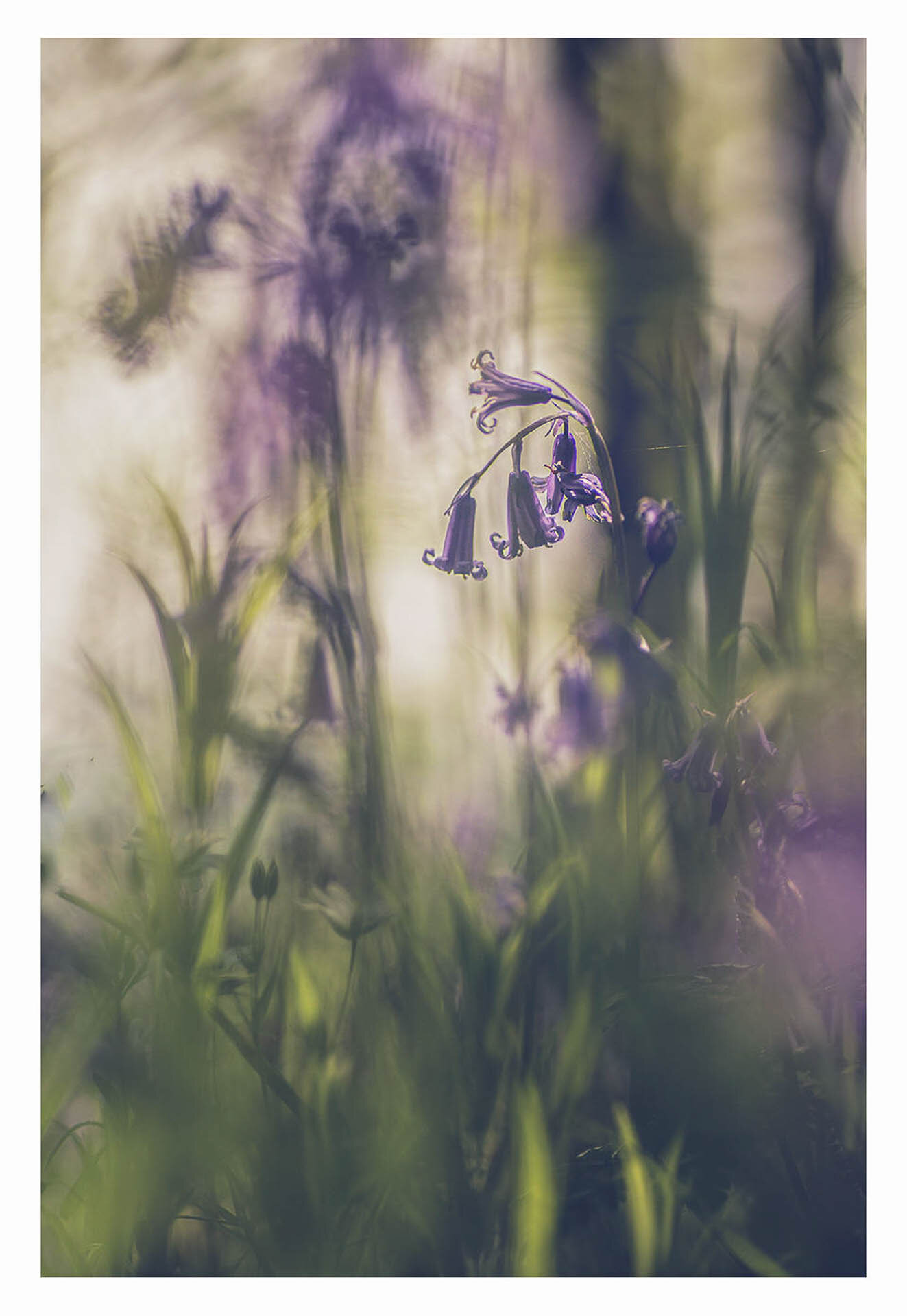 Close-up of purple bluebells in a dreamy, soft-focus green background.