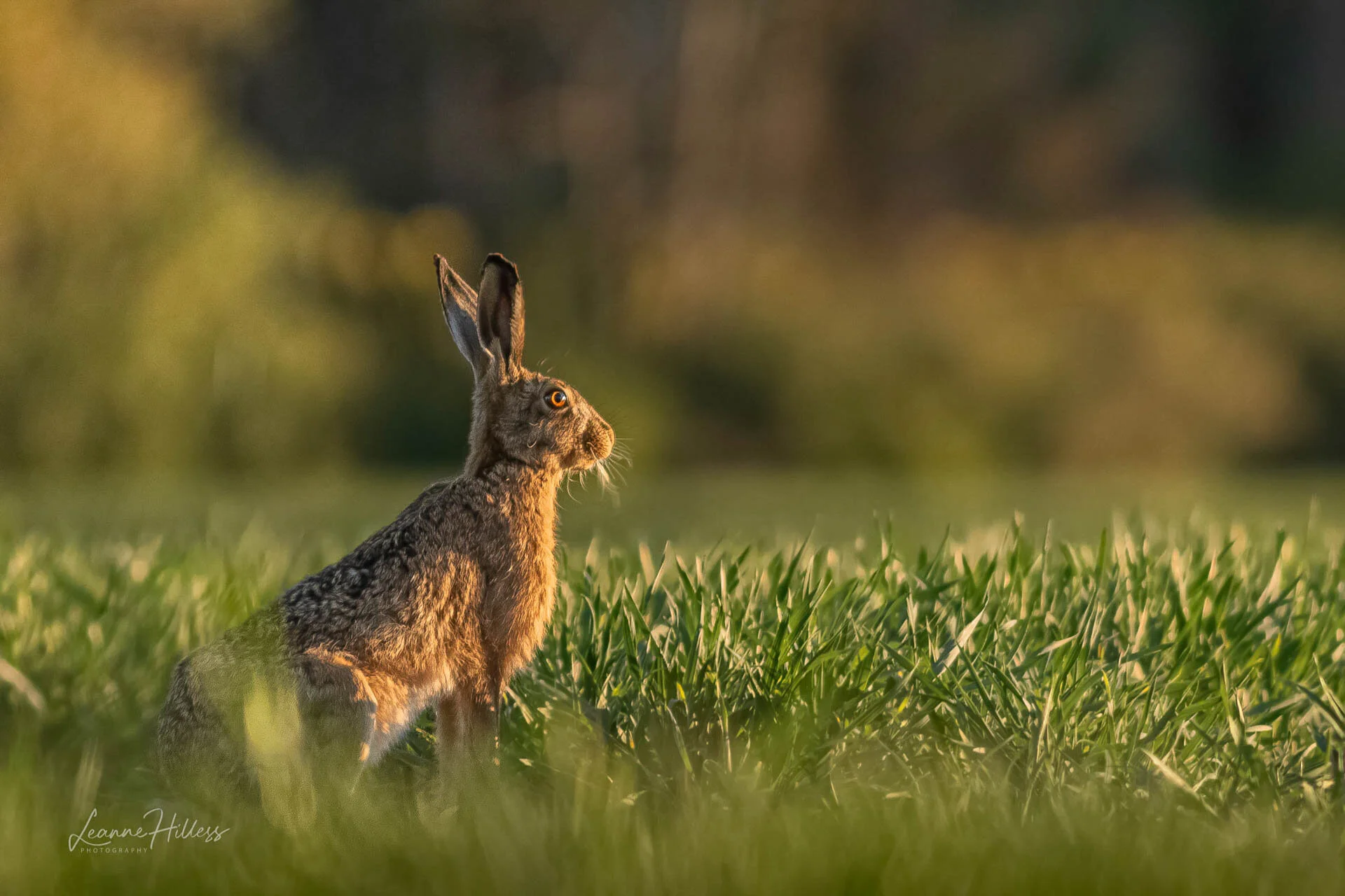 A brown hare sitting upright in a grassy field, with sunlight highlighting its fur and ears.