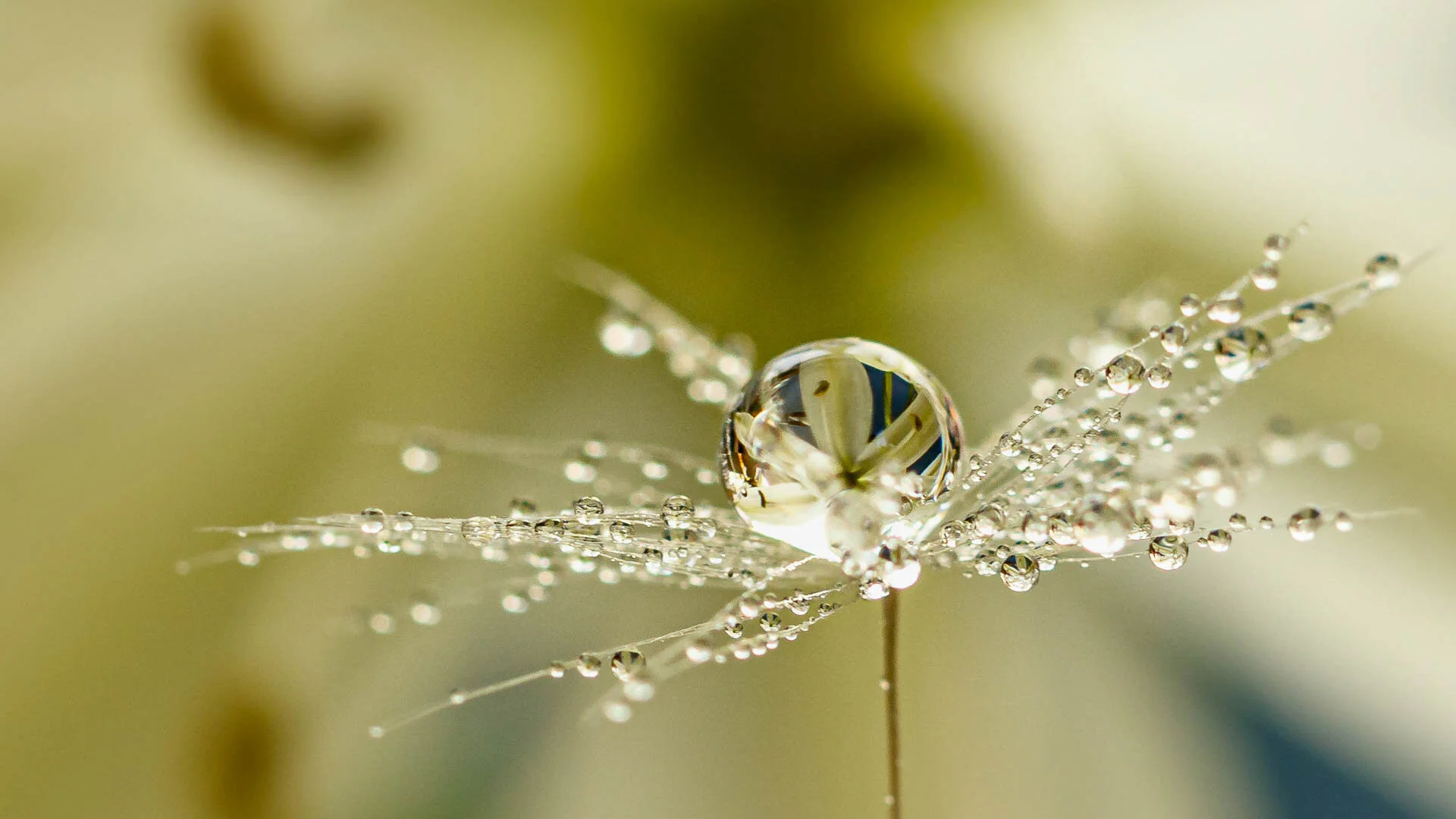 Close-up of a water droplet on a dandelion seed