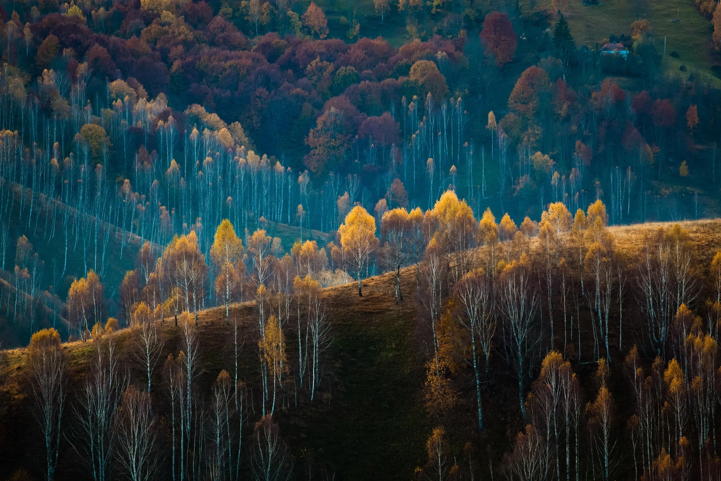 Autumn forest landscape with colorful trees and hills.