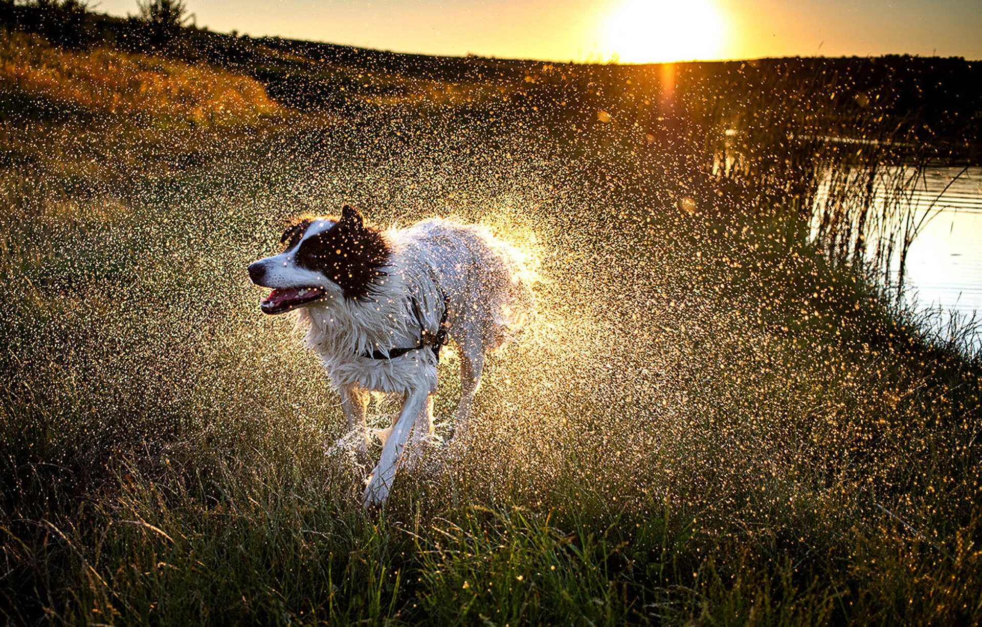 Dog shaking off water in grass with sunset backdrop