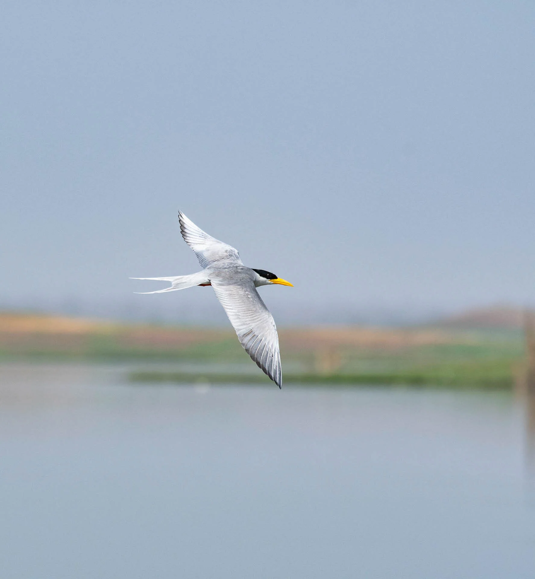 A single grey and white bird with a yellow beak flying over a body of water.