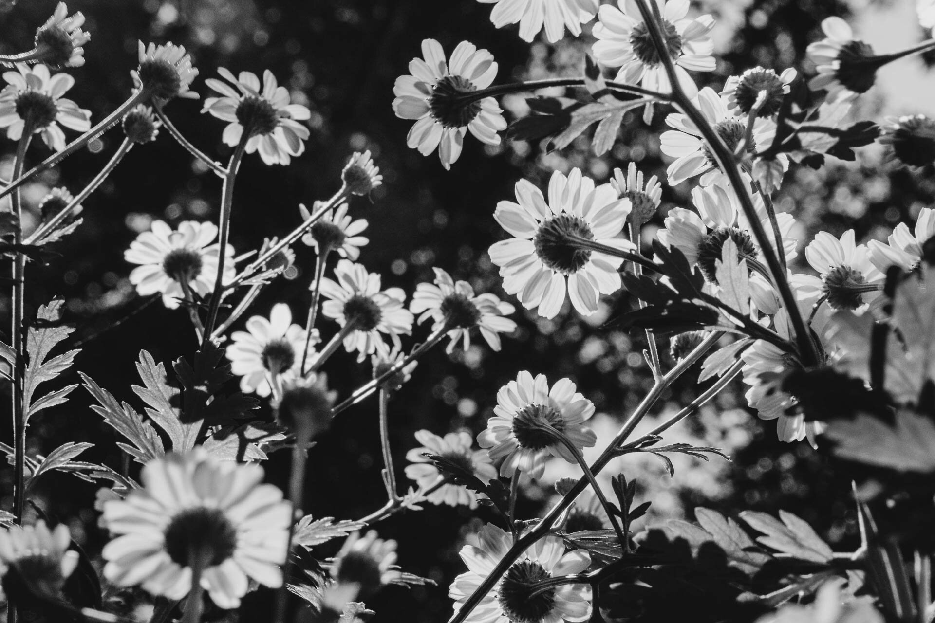 Black and white photograph of daisies in sunlight