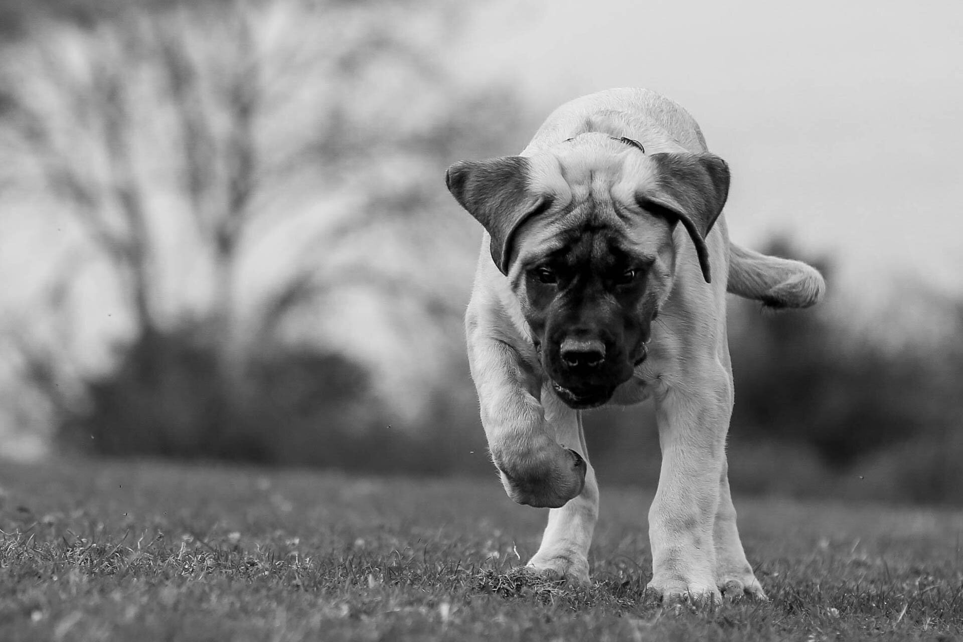 Black and white photo of a puppy walking on grass with a tree in the background.