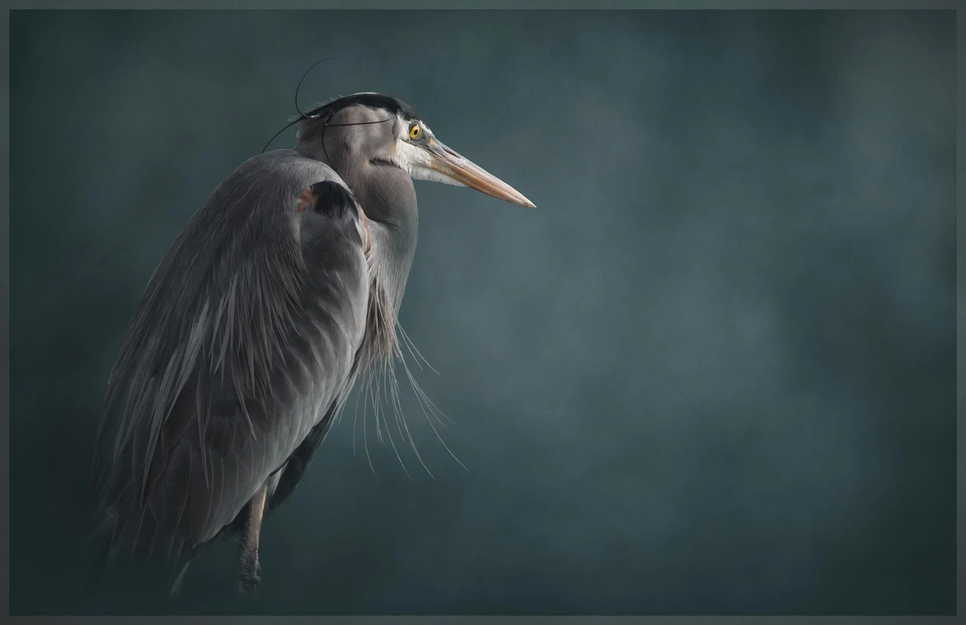 Great blue heron standing against a blurred dark blue background.