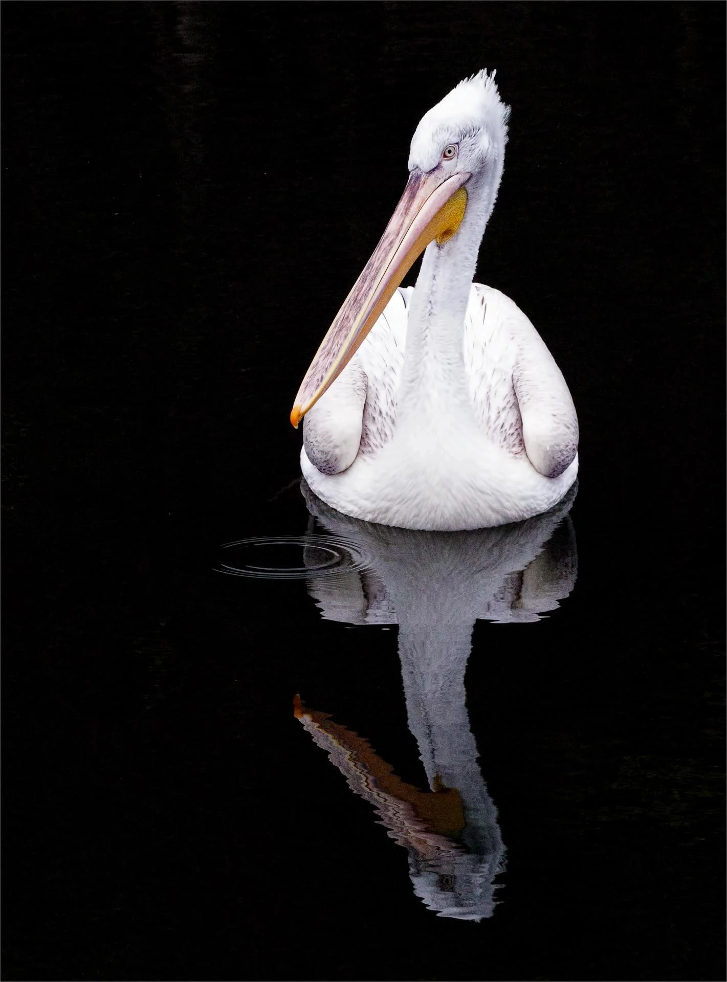 White pelican floating on dark water with its reflection visible.