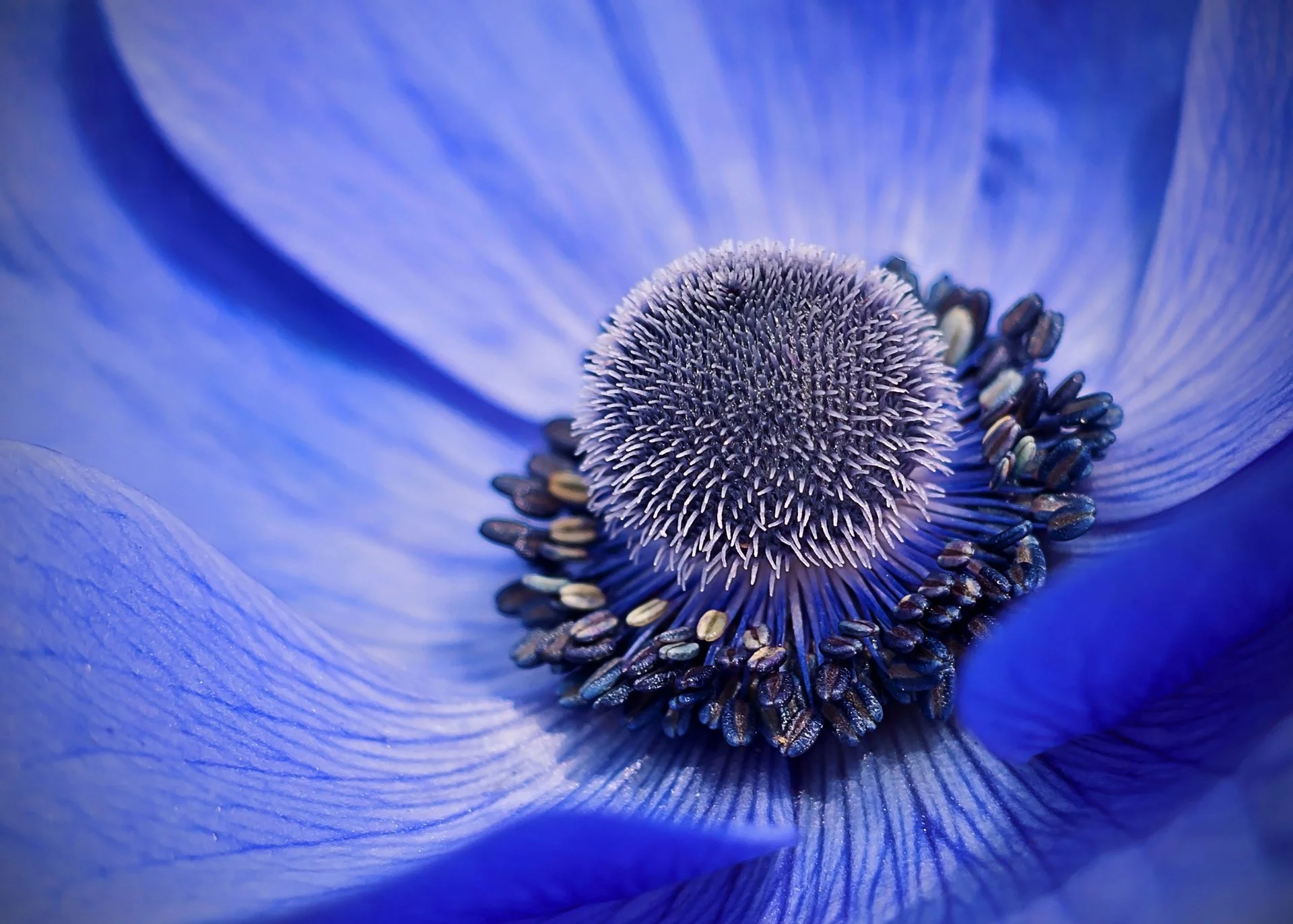 Close-up of a blue flower with a detailed center and petals.