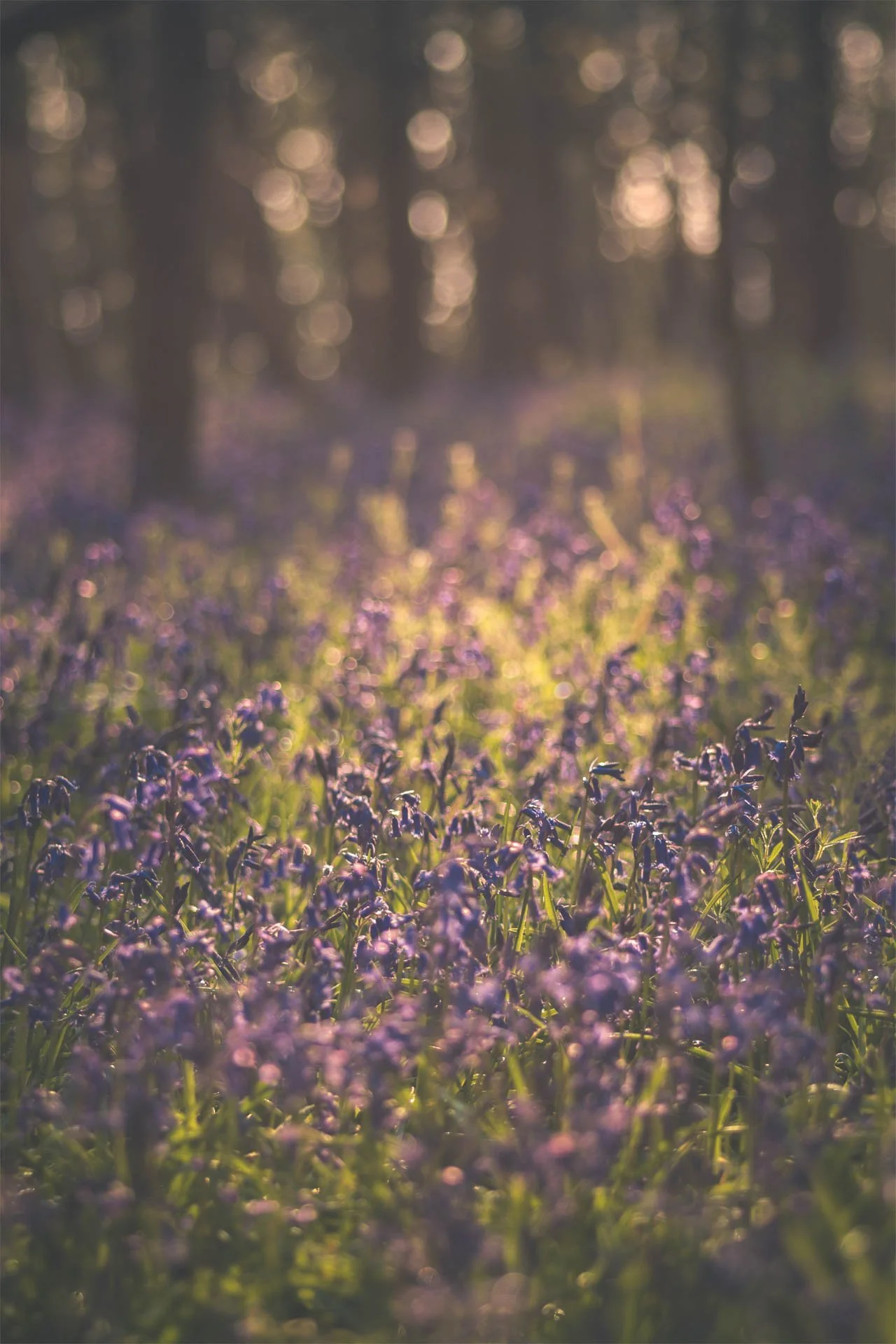 Field of bluebell flowers with sunlight filtering through a forest.