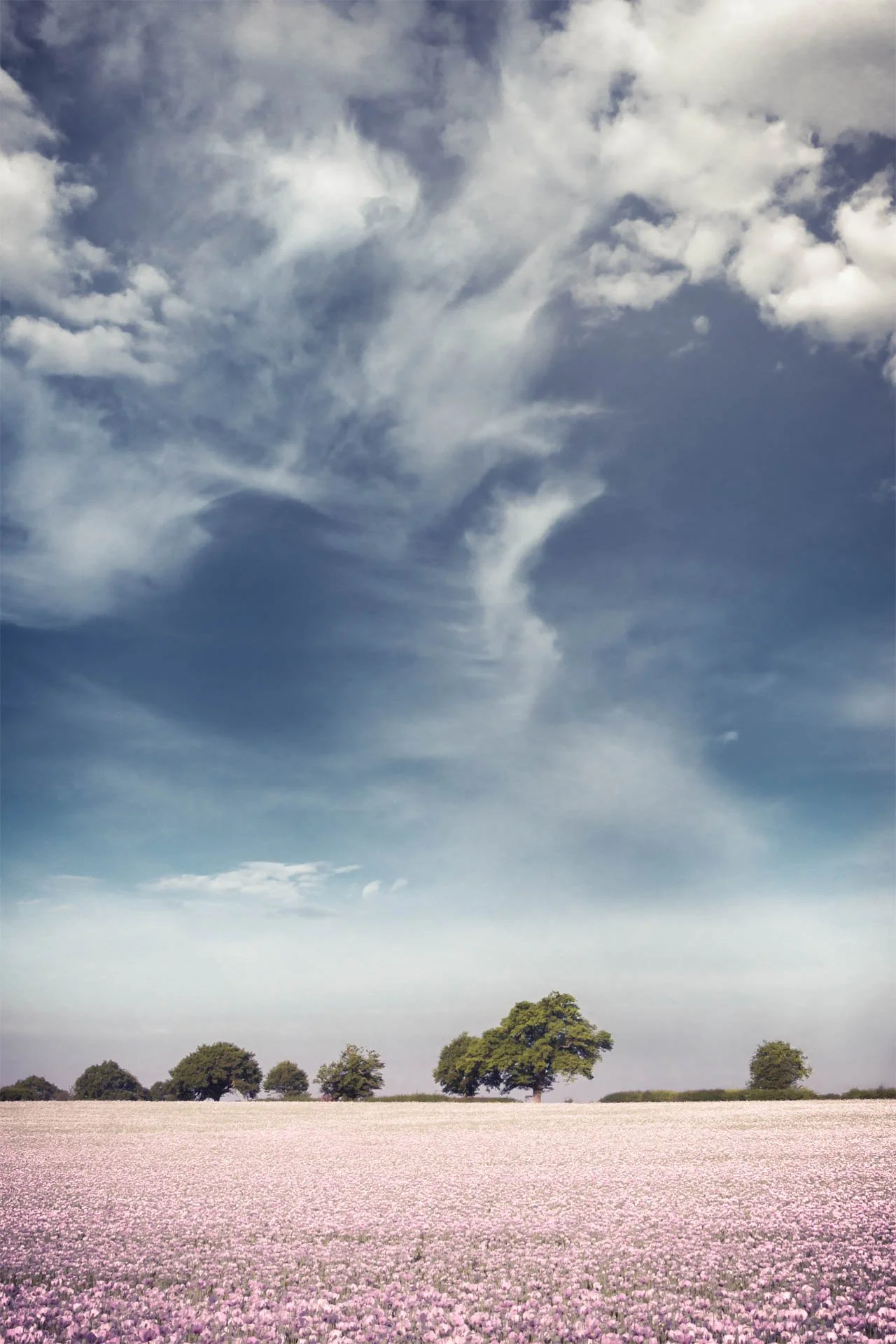 Scenic landscape with a wide field of pink flowers, scattered trees on the horizon, and a partly cloudy blue sky.