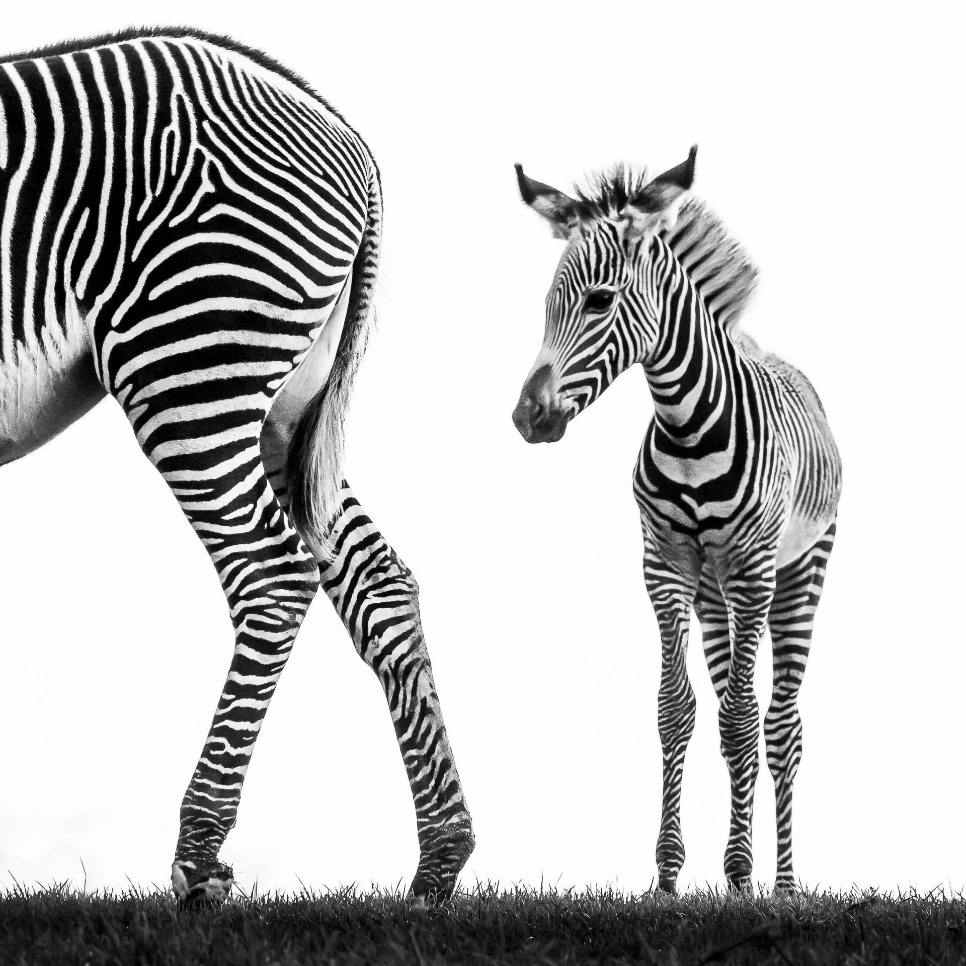 Black and white image of a zebra and a foal standing on grass.