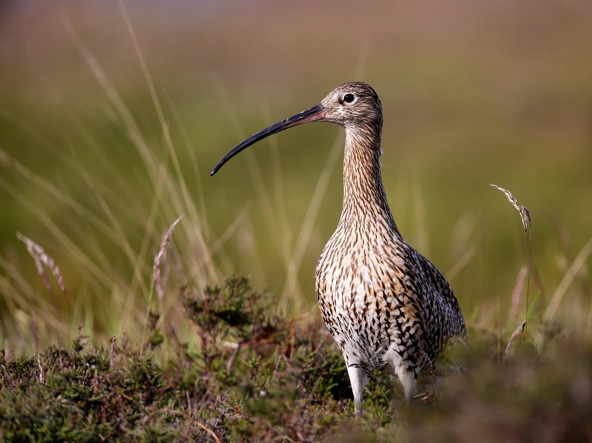 Curlew bird standing in grassy field with a blurred background.