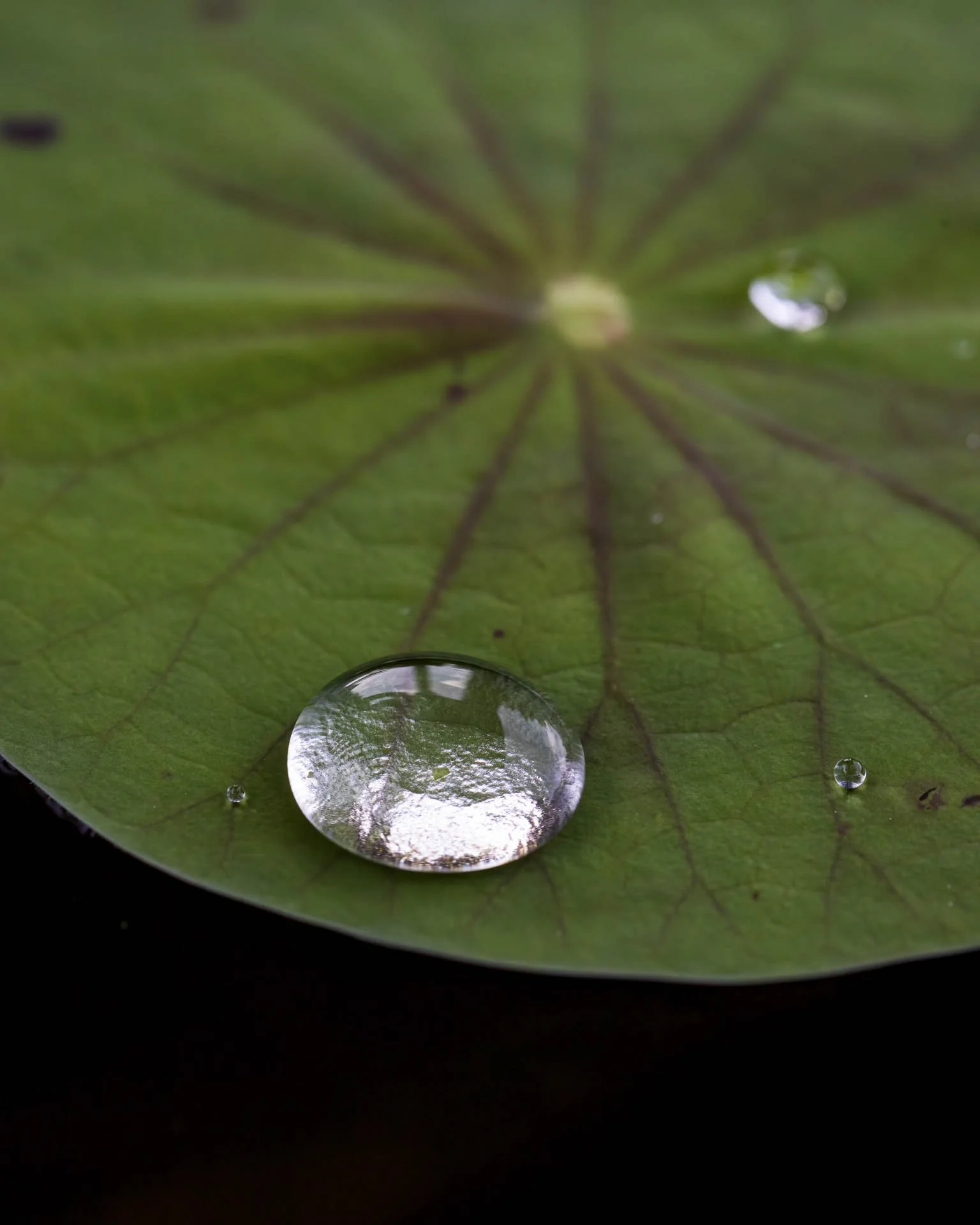 Close-up of a green lotus leaf with water droplets on its surface.