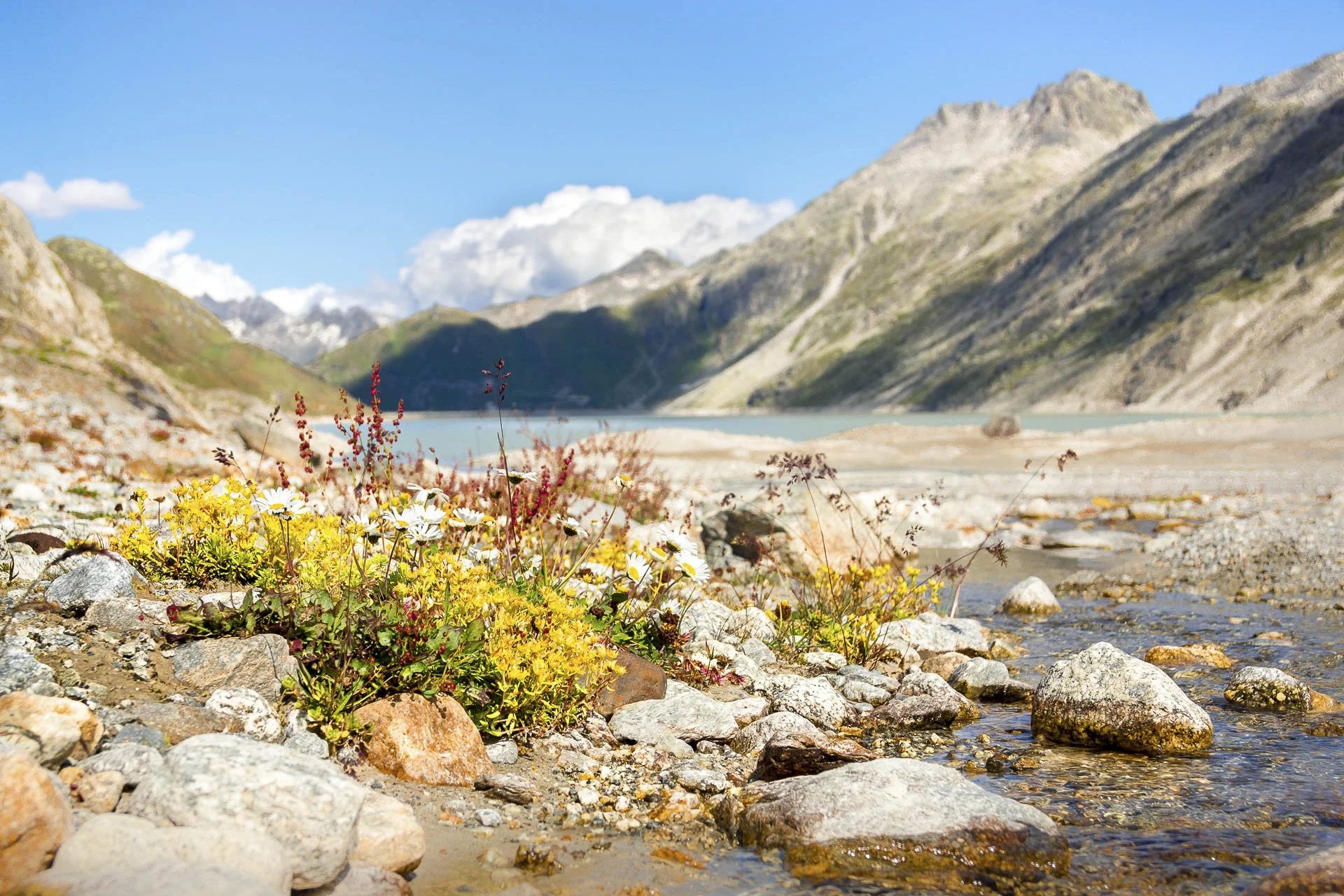 Mountain landscape with wildflowers and rocks by a stream.