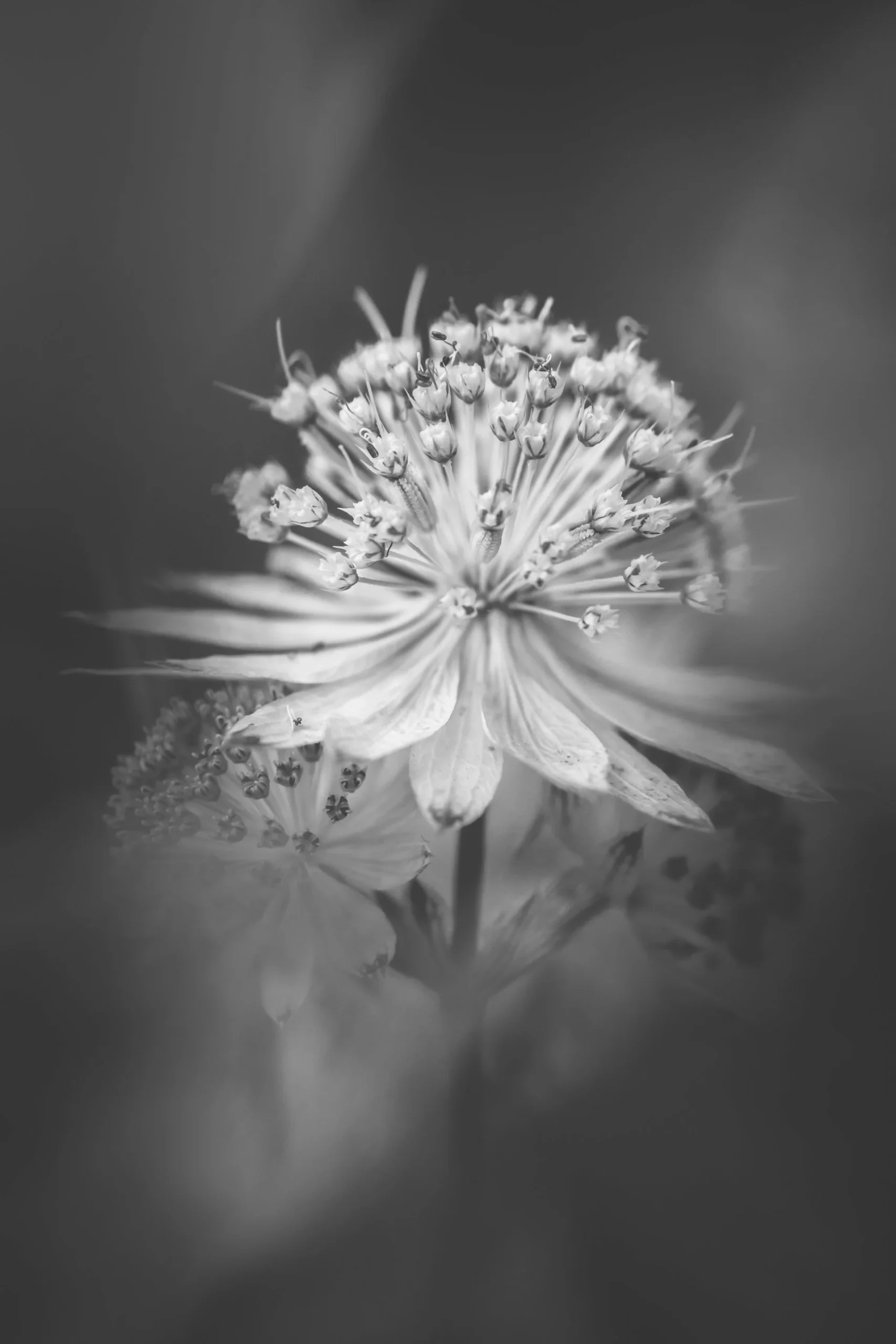 Close-up black and white photo of a detailed flower with multiple stamens and petals.