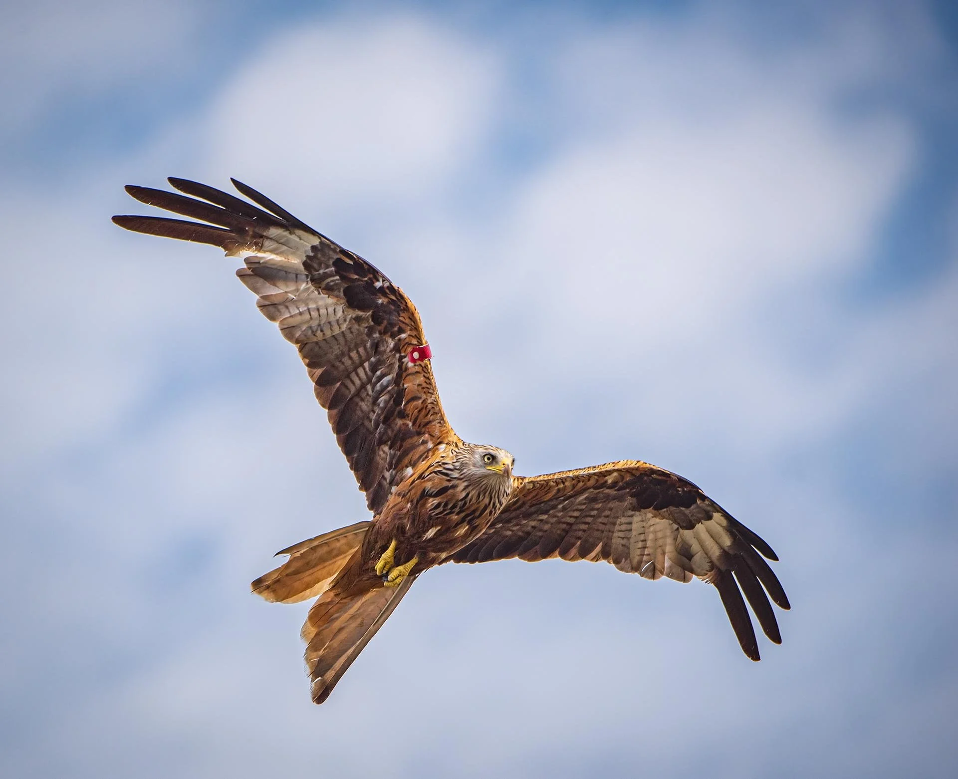 A red kite bird soaring in the sky, wings spread wide, against a blue sky with scattered clouds.