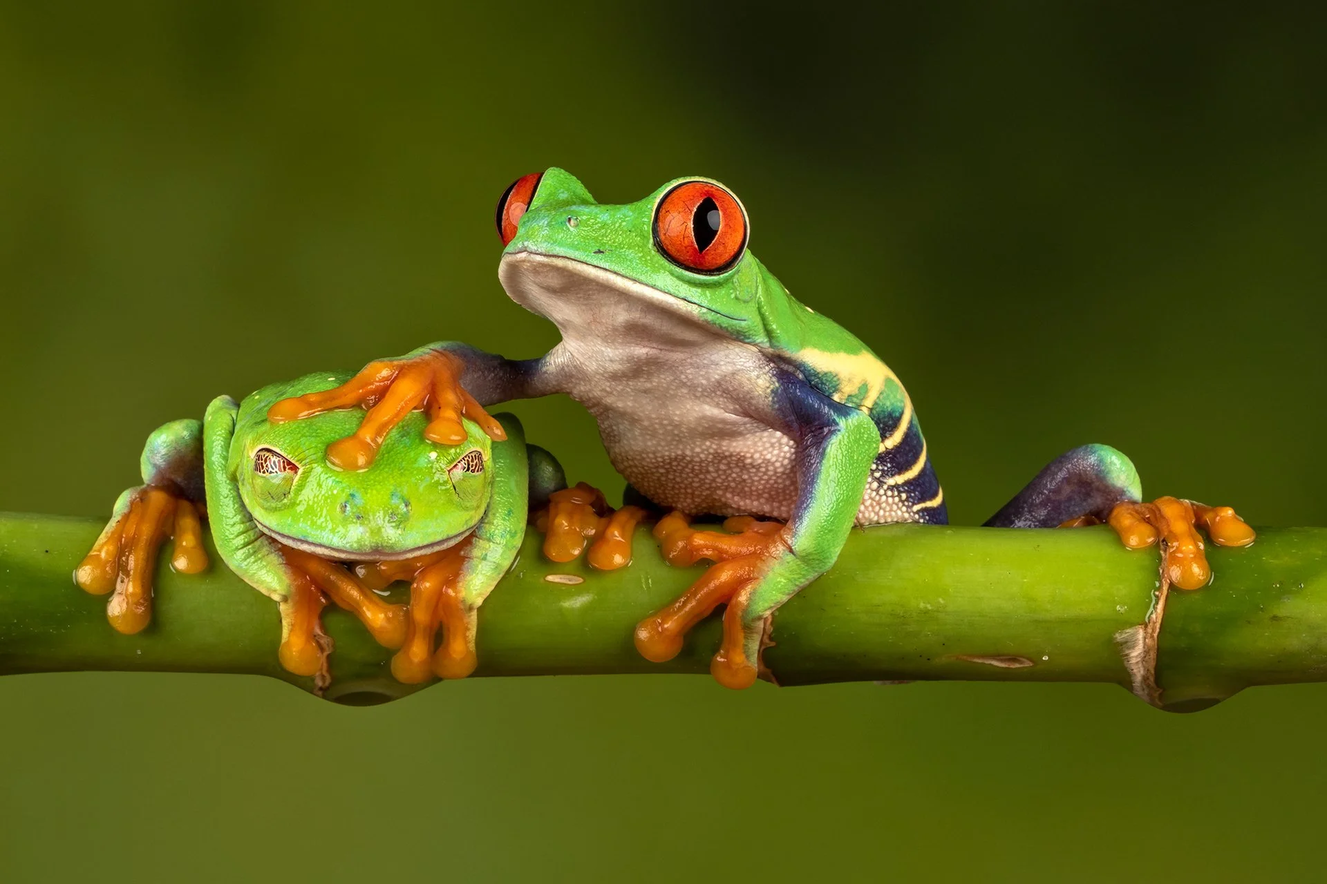 Two colorful red-eyed tree frogs on a green branch.
