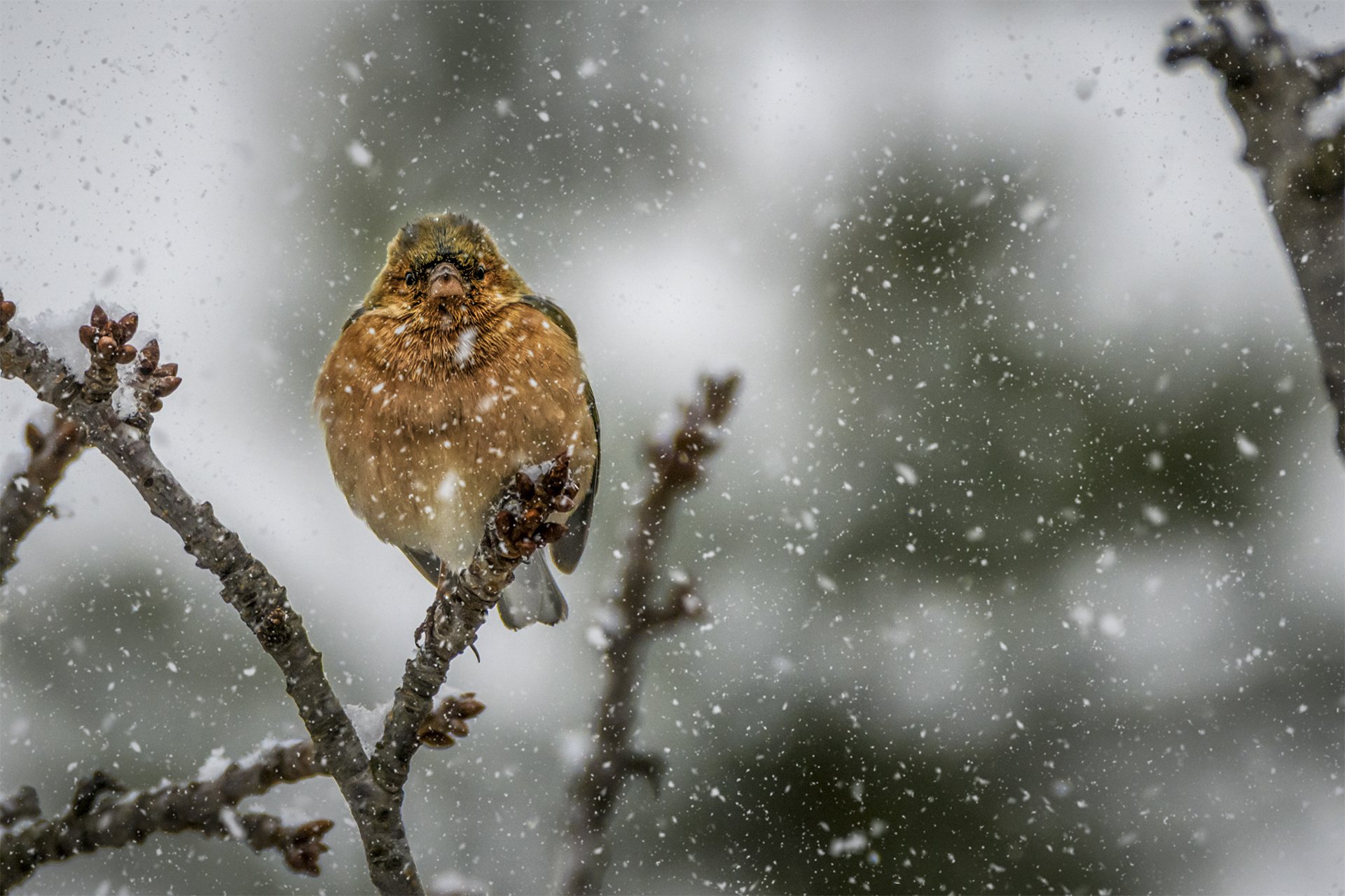 A small brown bird perched on a tree branch during snowfall.