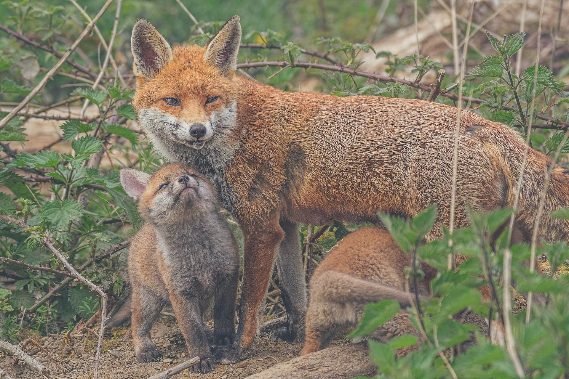 A red fox with two cubs in a forest setting surrounded by green plants.