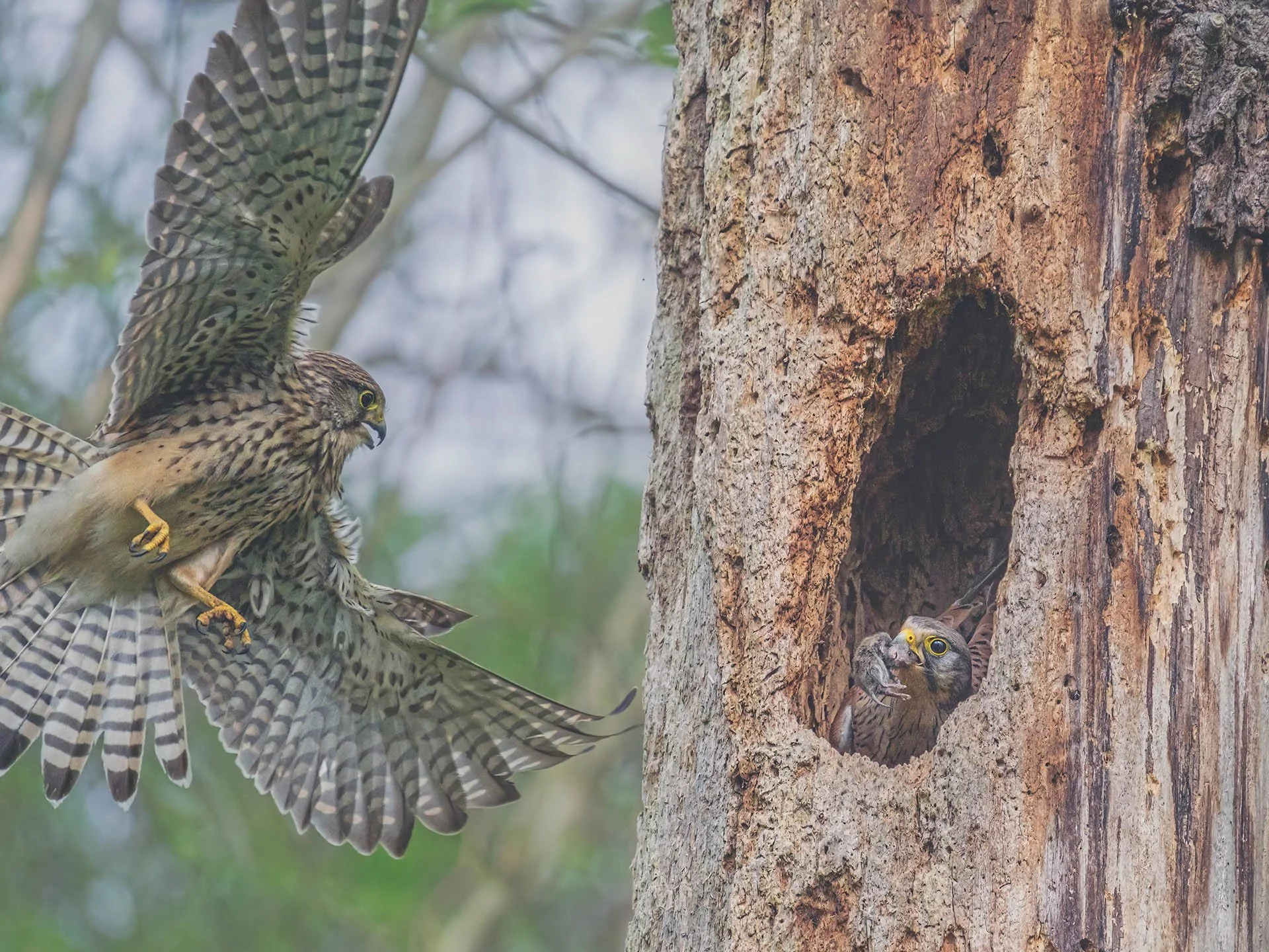 A kestrel approaching a tree cavity with another bird inside holding prey.