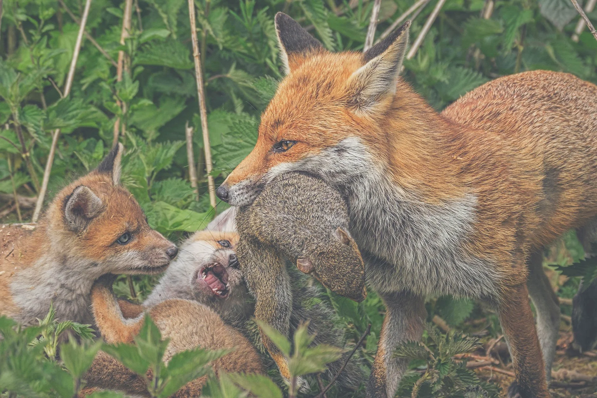 Adult fox carrying a squirrel in its mouth with young foxes nearby in a green, forested area.