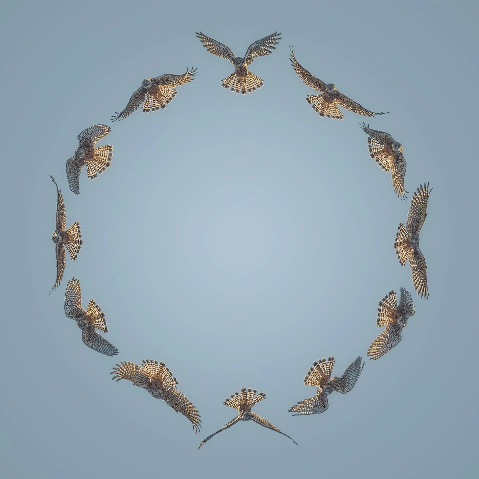 Circle of birds in flight against blue sky