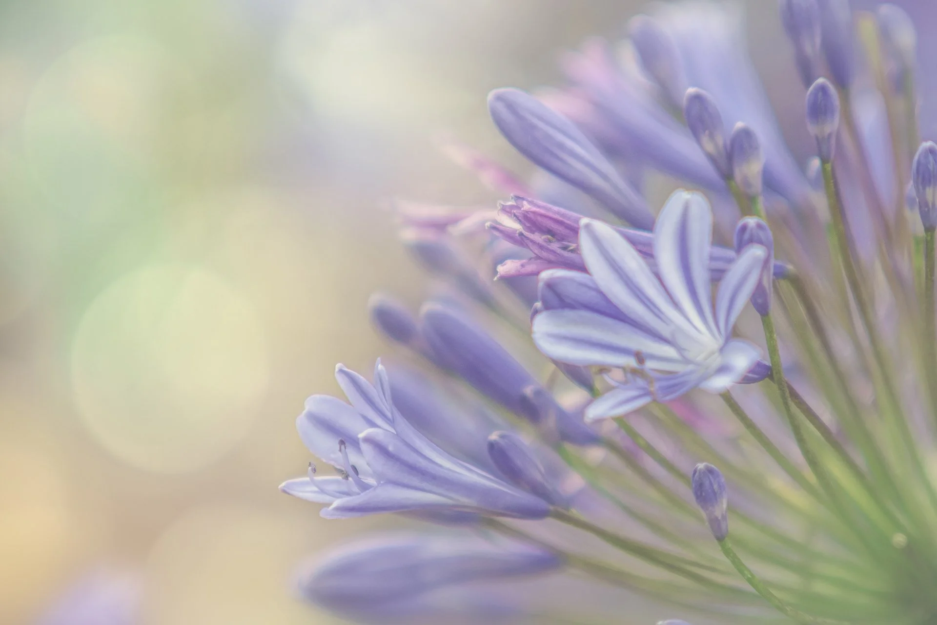 Close-up of purple agapanthus flowers with soft focus background.