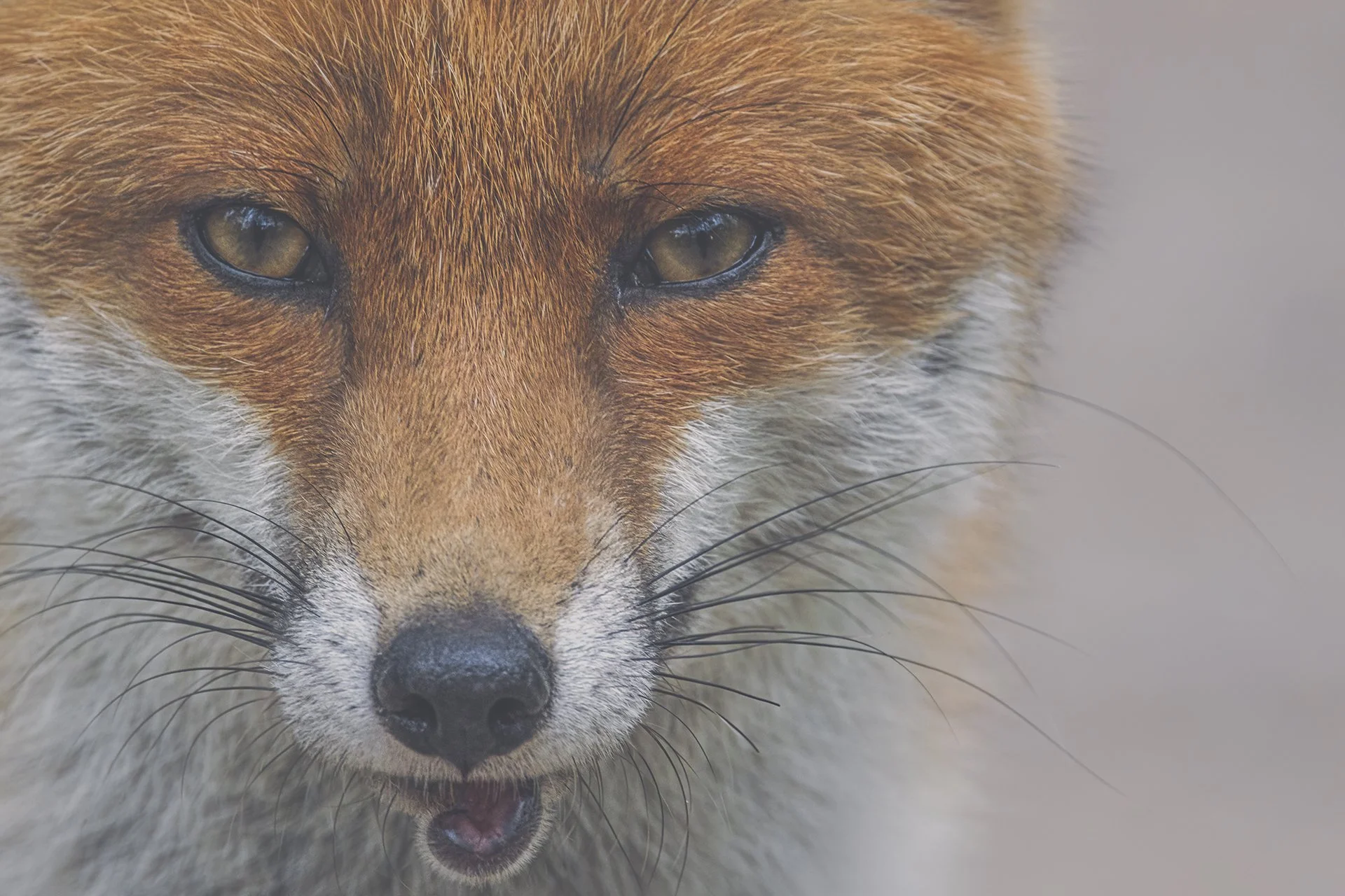 Close-up of a red fox with focus on its face