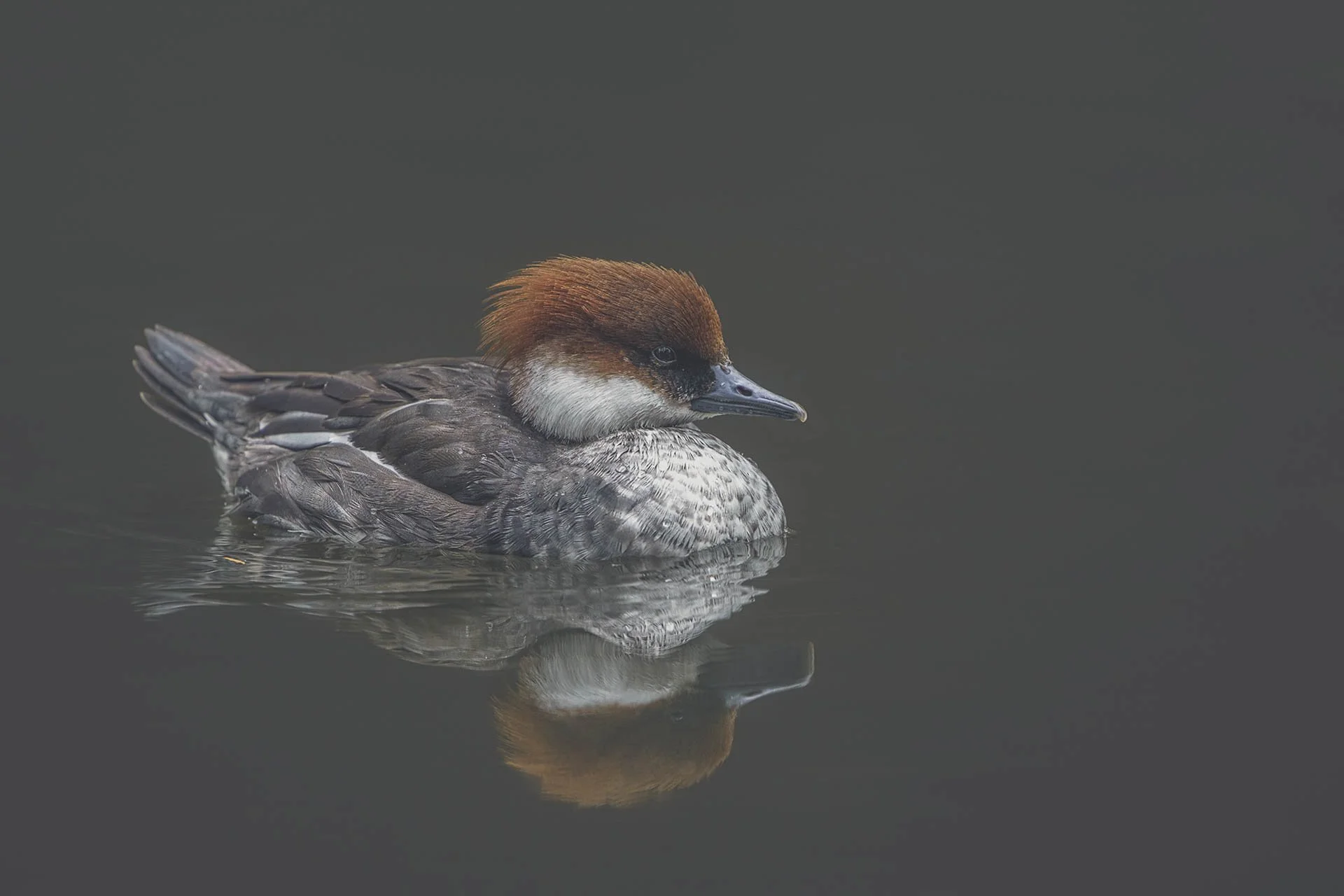 Female common goldeneye duck swimming on calm water.