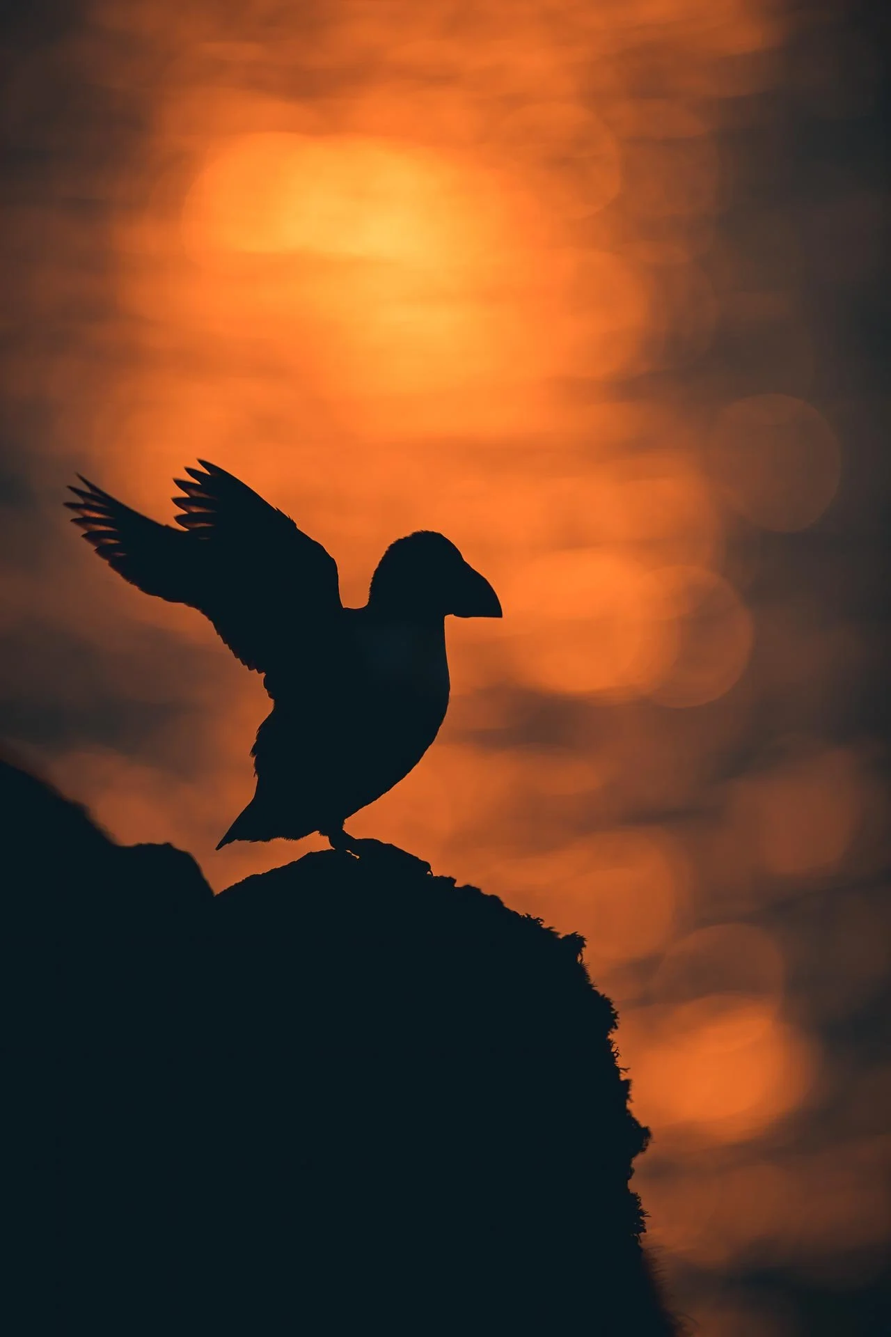Silhouette of a puffin with wings spread against an orange sunset background.