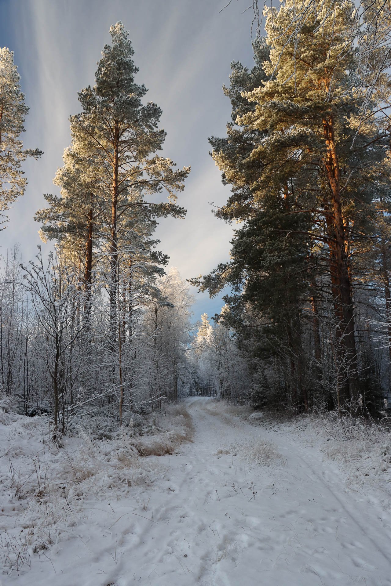 Snow-covered forest path with tall trees and frosty branches